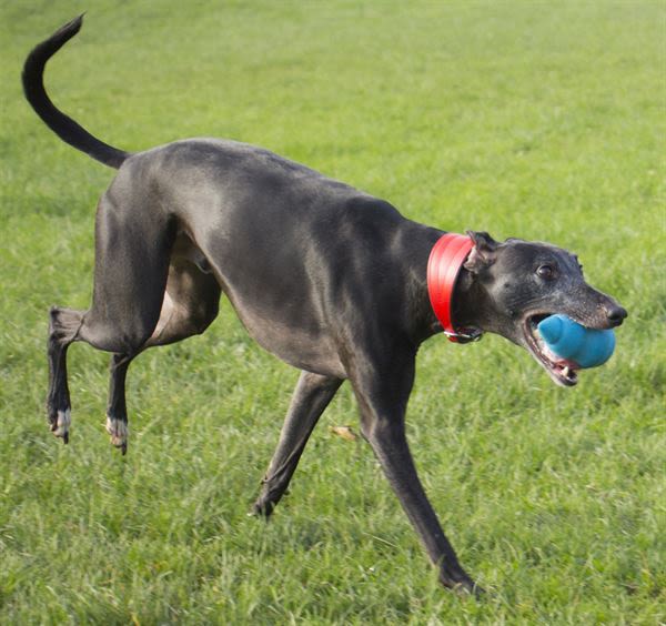 Foaber Comet Blue Dog Toy - Image 2
