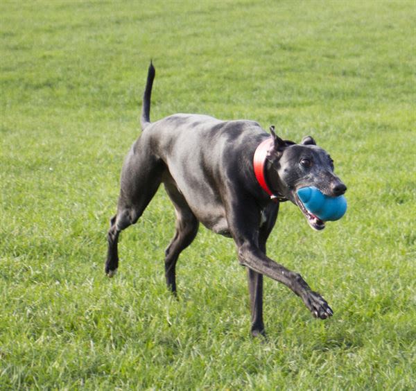 Foaber Comet Large Dog Toy - Image 3
