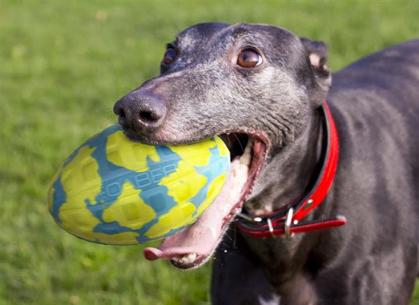 Foaber Kick Foam Rubber Ball Dog Toy - Image 2