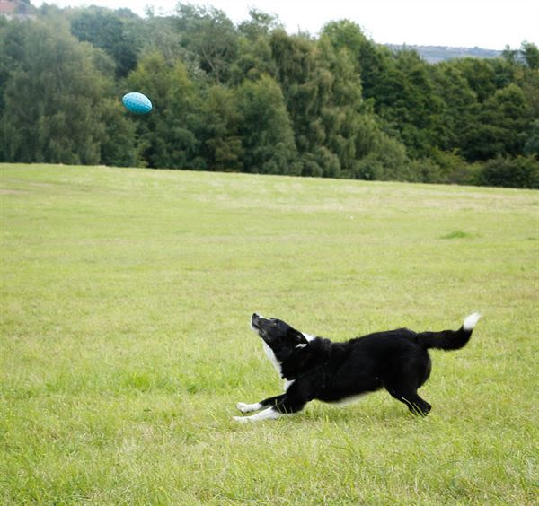 Foaber Kick Foam Rubber Ball Dog Toy - Image 3