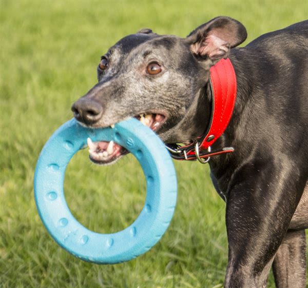 Foaber Roll Foam Rubber Dog Toy Blue & Green - Image 2