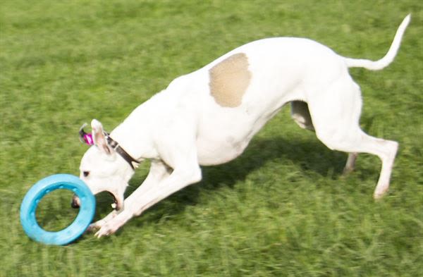 Foaber Roll Foam Rubber Dog Toy Blue & Green - Image 3
