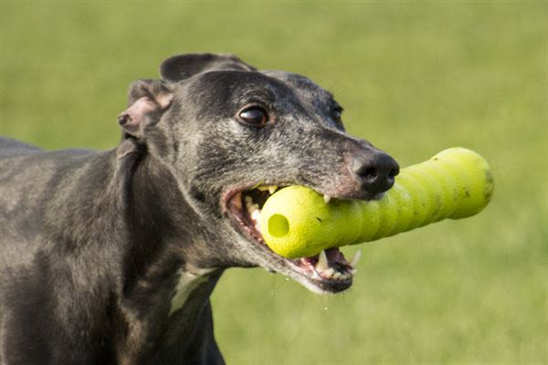 Foaber Stick Foam Rubber Dog Toy Green - Image 2