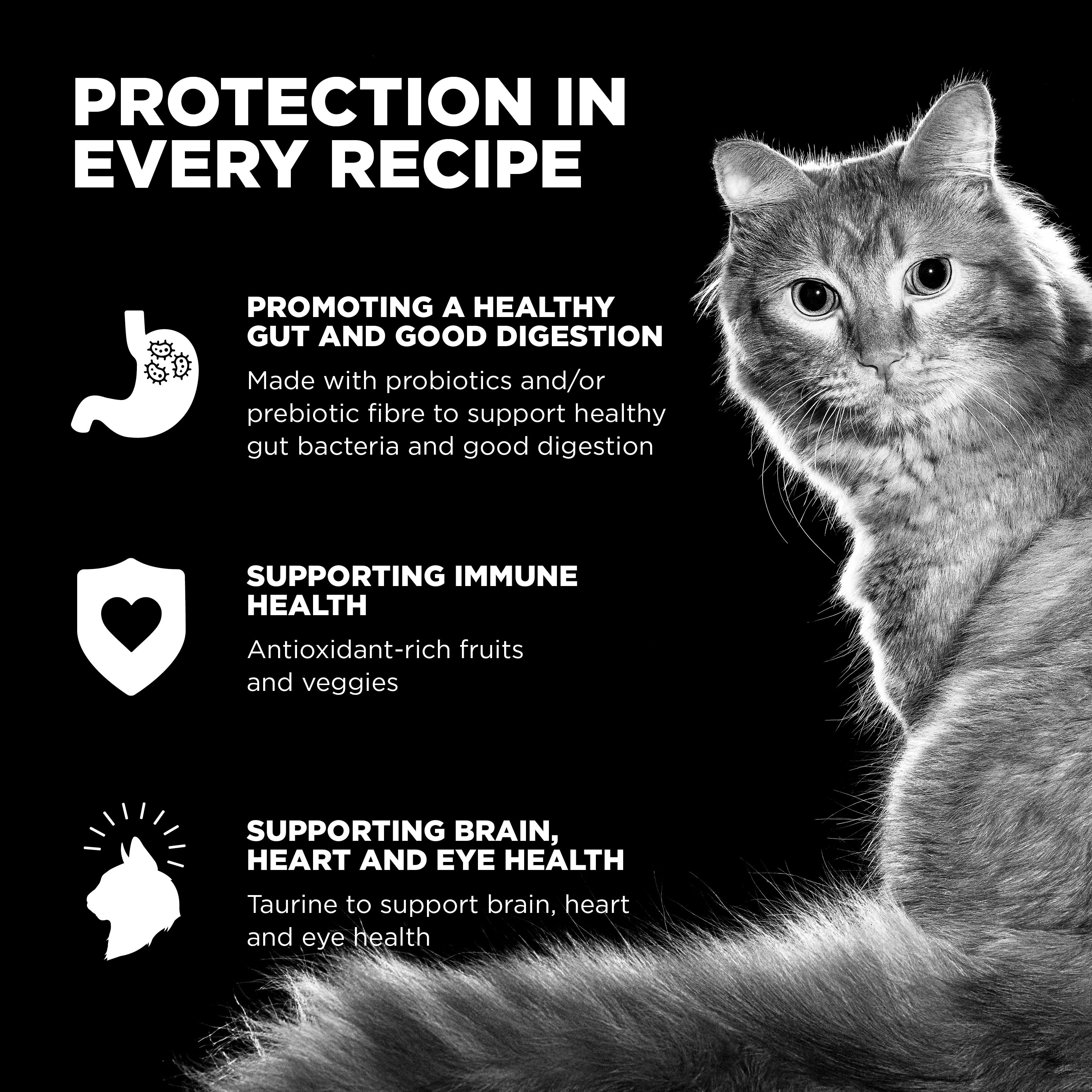 Go! Solutions Carnivore Grain Free Chicken, Turkey + Duck Recipe Dry Cat Food - Image 4