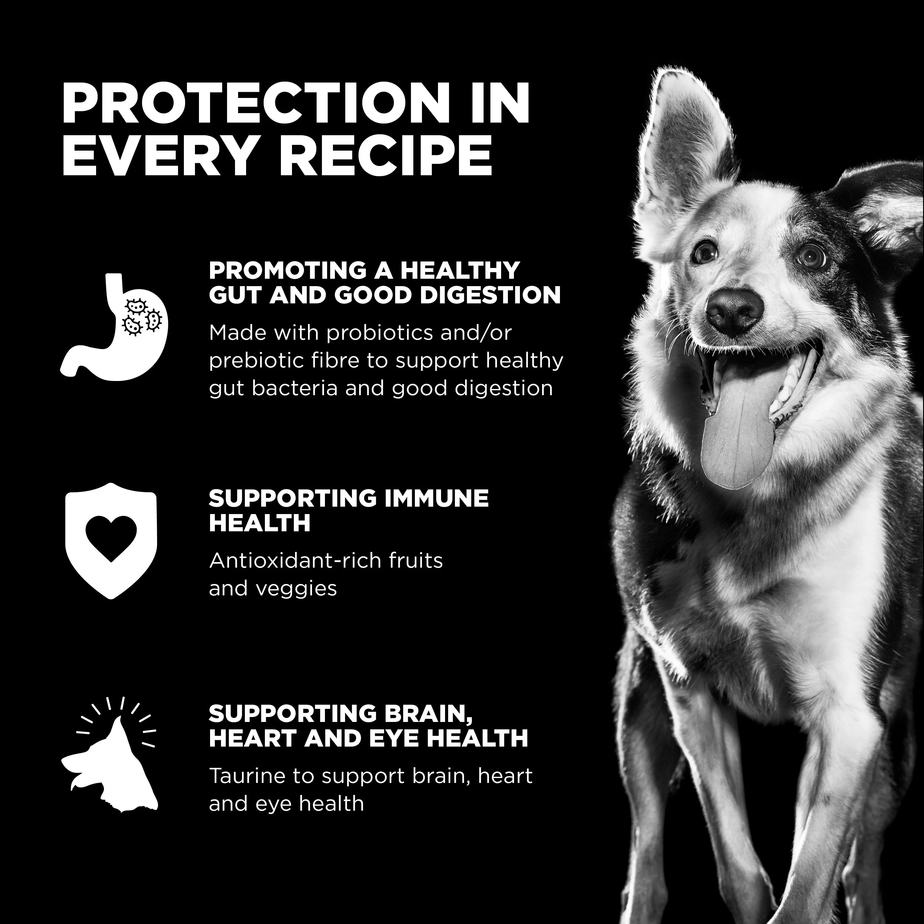 Go! Solutions Skin + Coat Care Lamb Recipe with Grains Dry Dog Food - Image 5