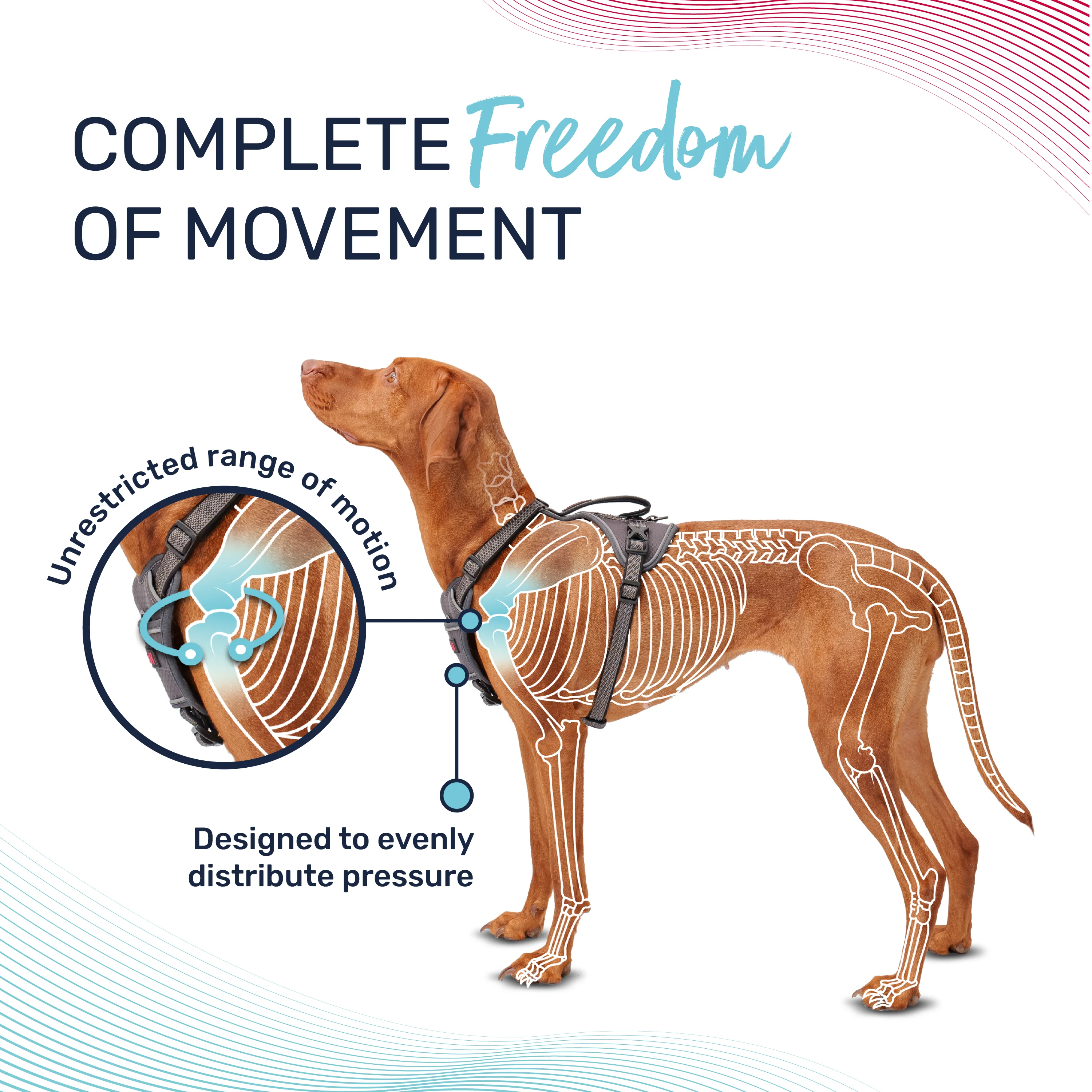 Halti Anatomy Dog Harness - Magenta - Image 5
