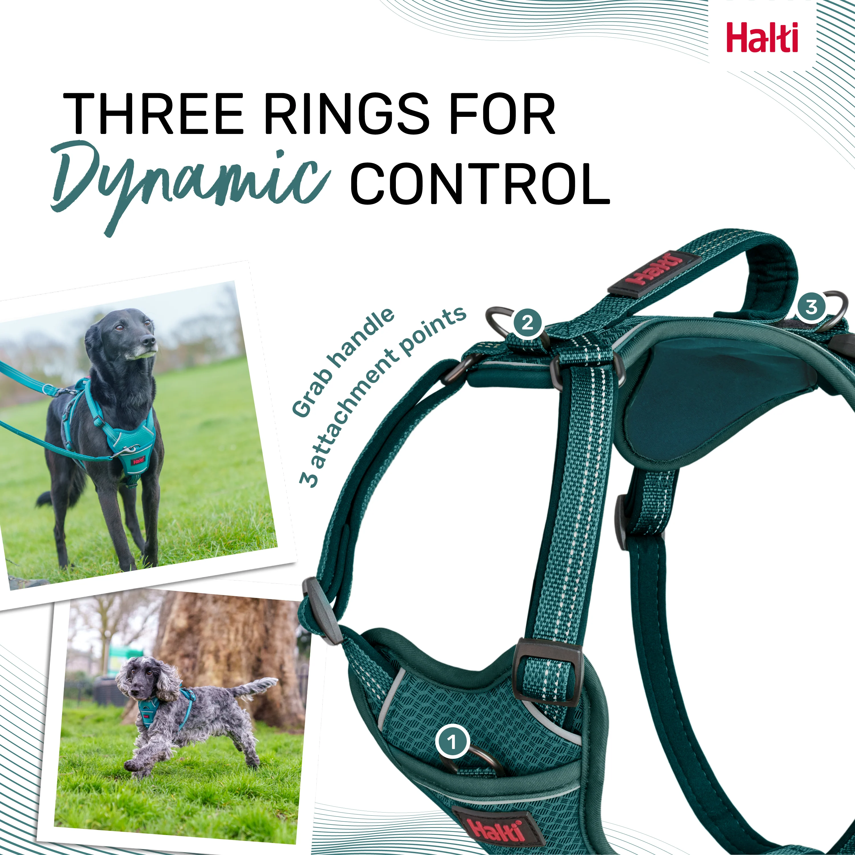Halti Anatomy Dog Harness - Teal - Image 3
