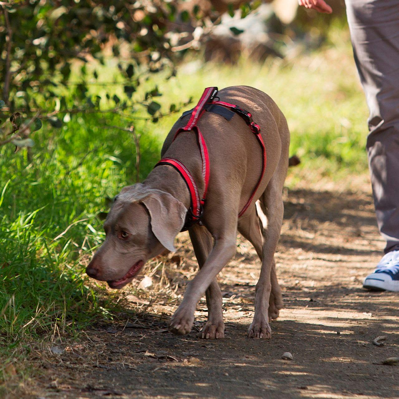 Halti Black Dog Walking Harness - Image 3