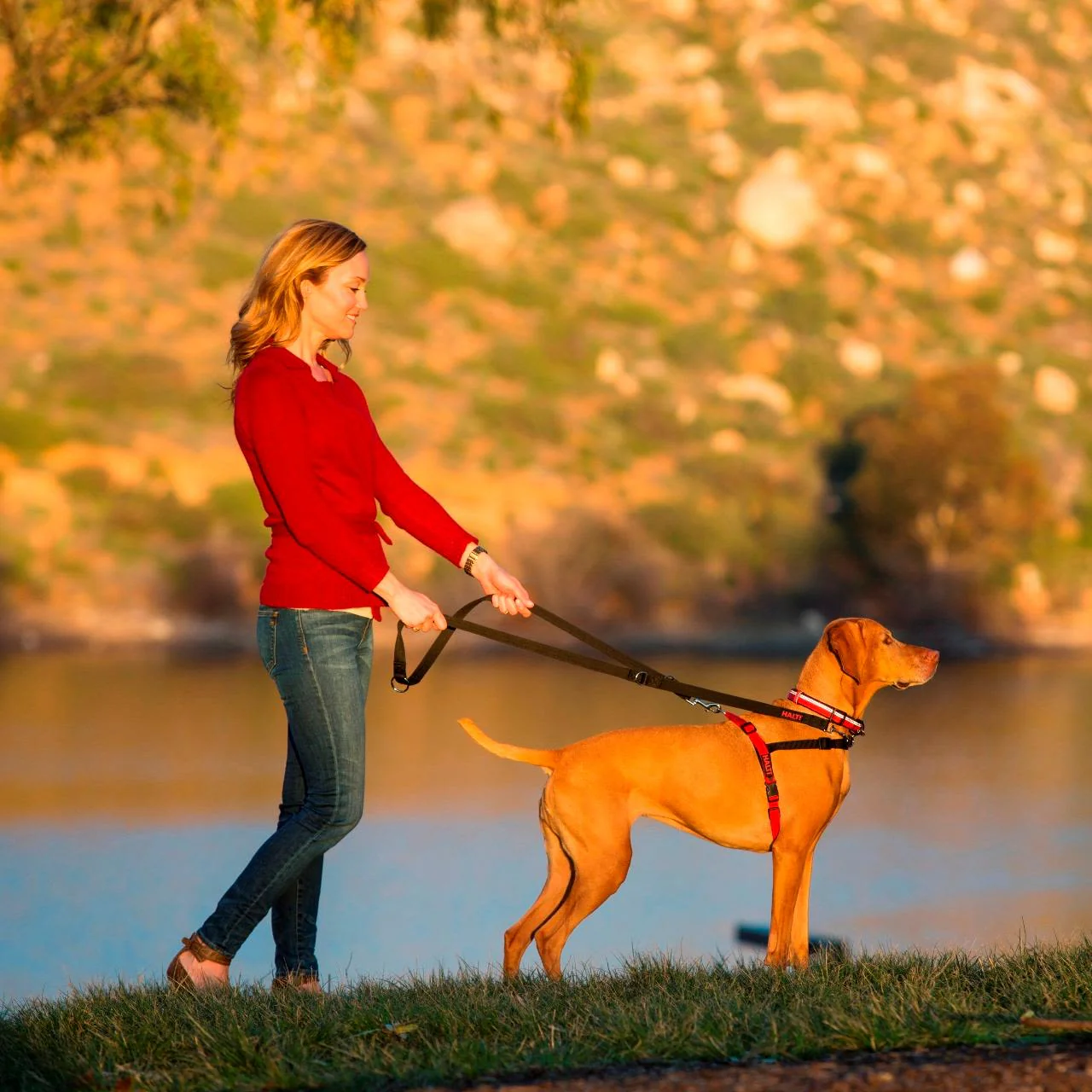 Halti Front Control Dog Harness in Black & Red - Image 4