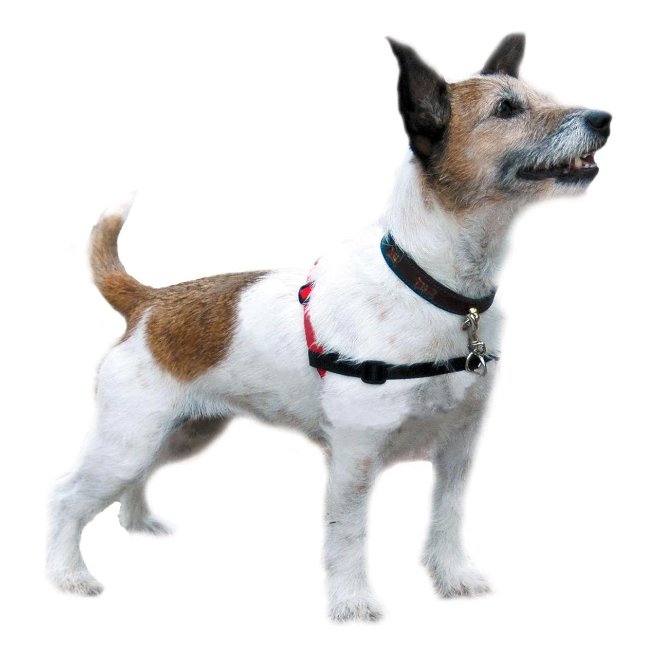 Halti Front Control Dog Training Harness - Image 4