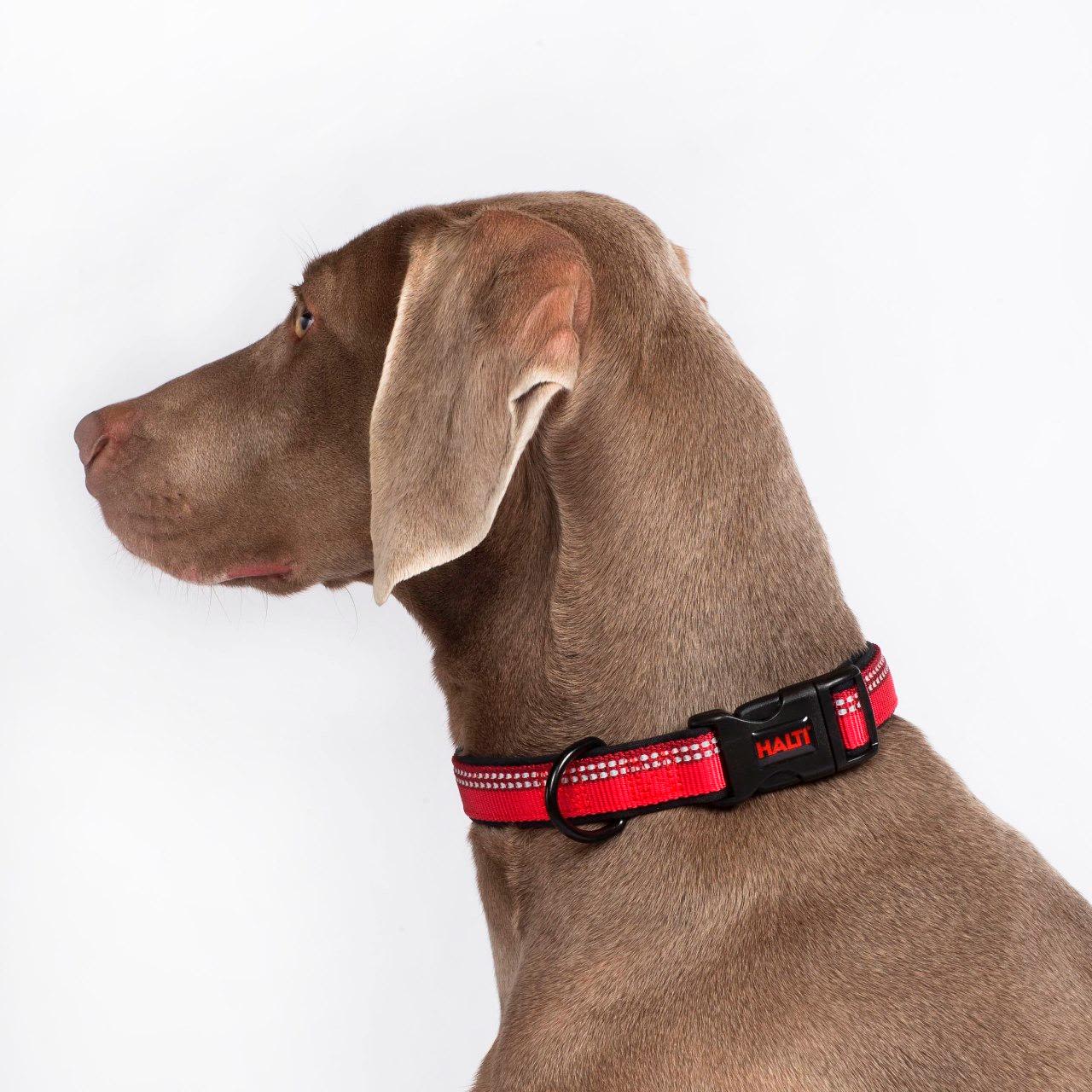 Halti Red Dog Collar - Image 2