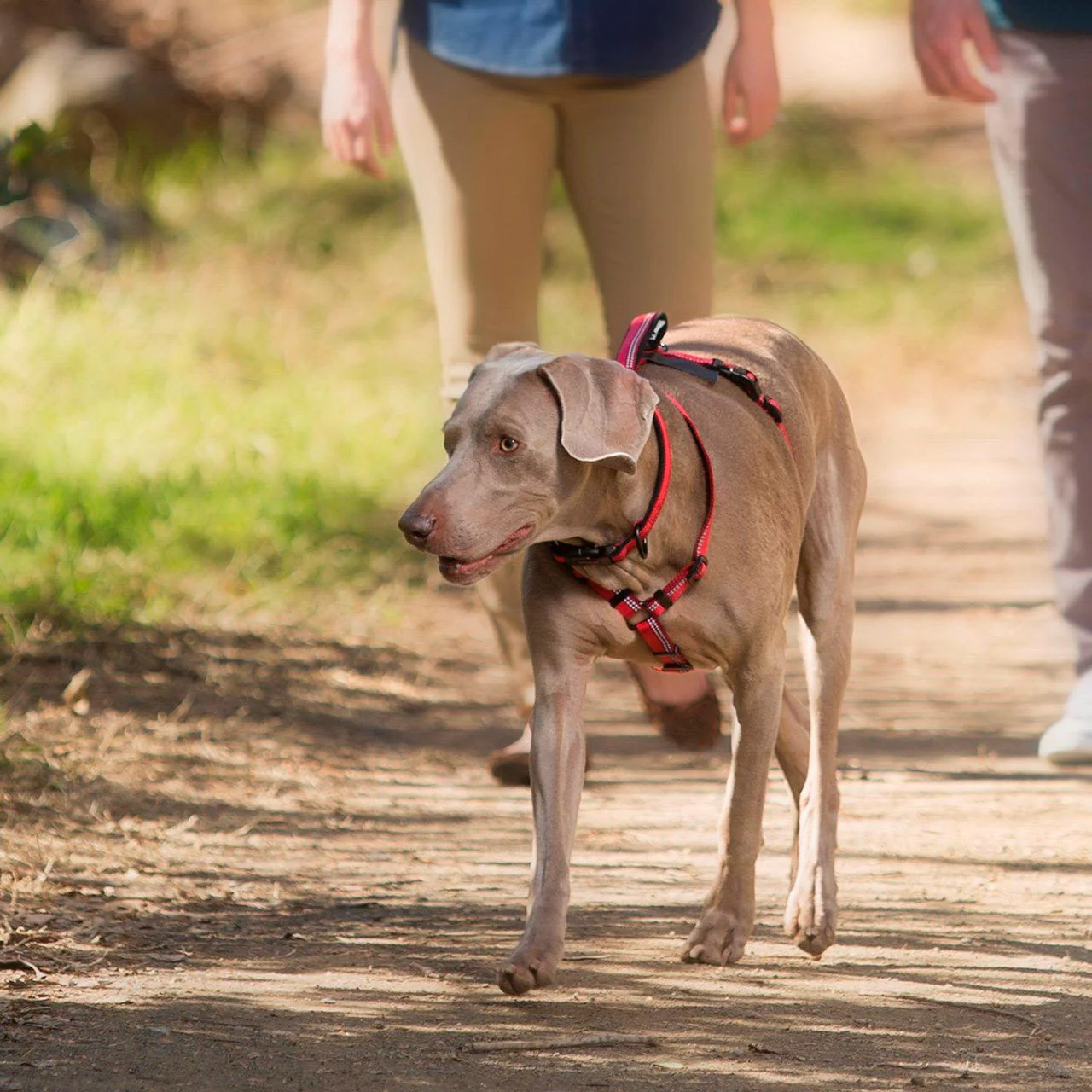 Halti Red Dog Walking Harness - Image 4
