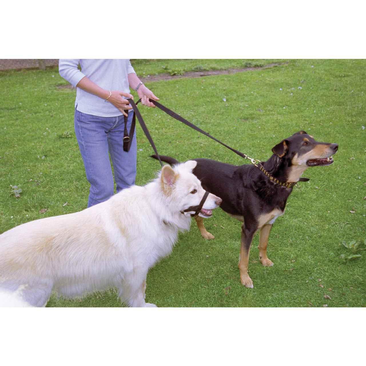 Halti Training Dog Lead in Black Small - Image 4