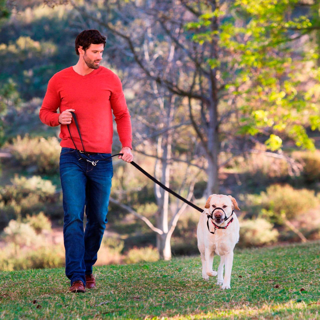 Halti Training Dog Lead in Black Small - Image 5