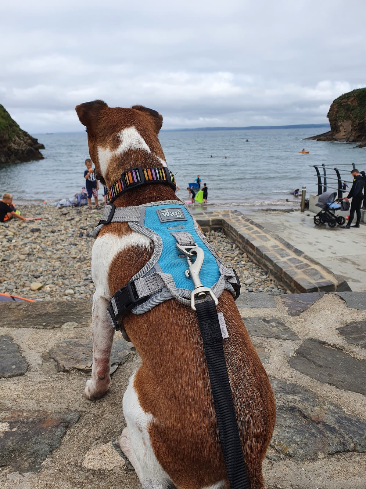 Henry Wag Blue/Grey Dog Travel Harness - Image 3