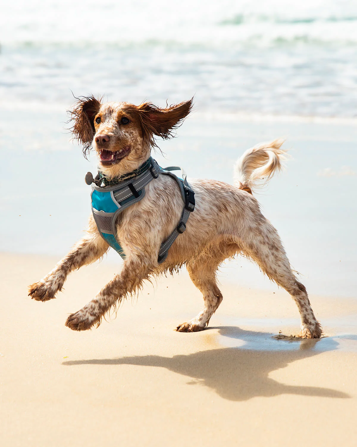 Henry Wag Blue/Grey Dog Travel Harness - Image 5