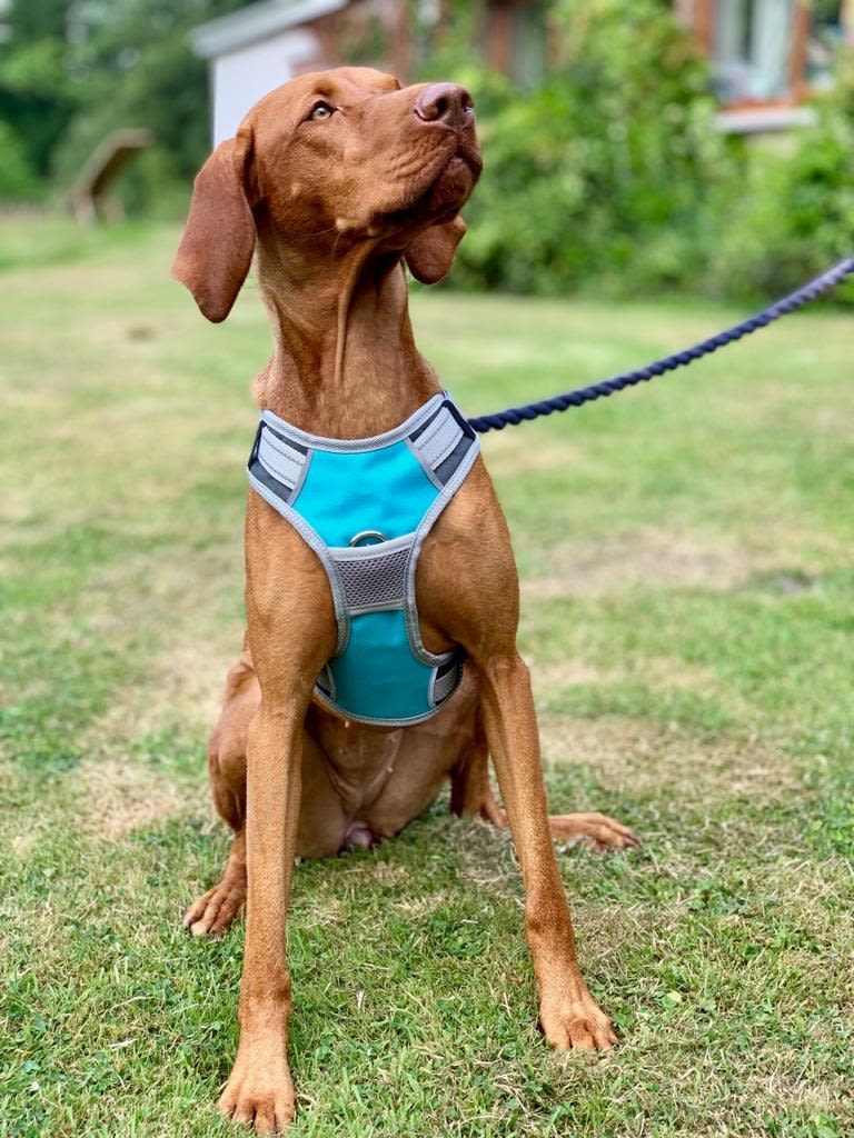 Henry Wag Blue/Grey Dog Travel Harness - Image 6