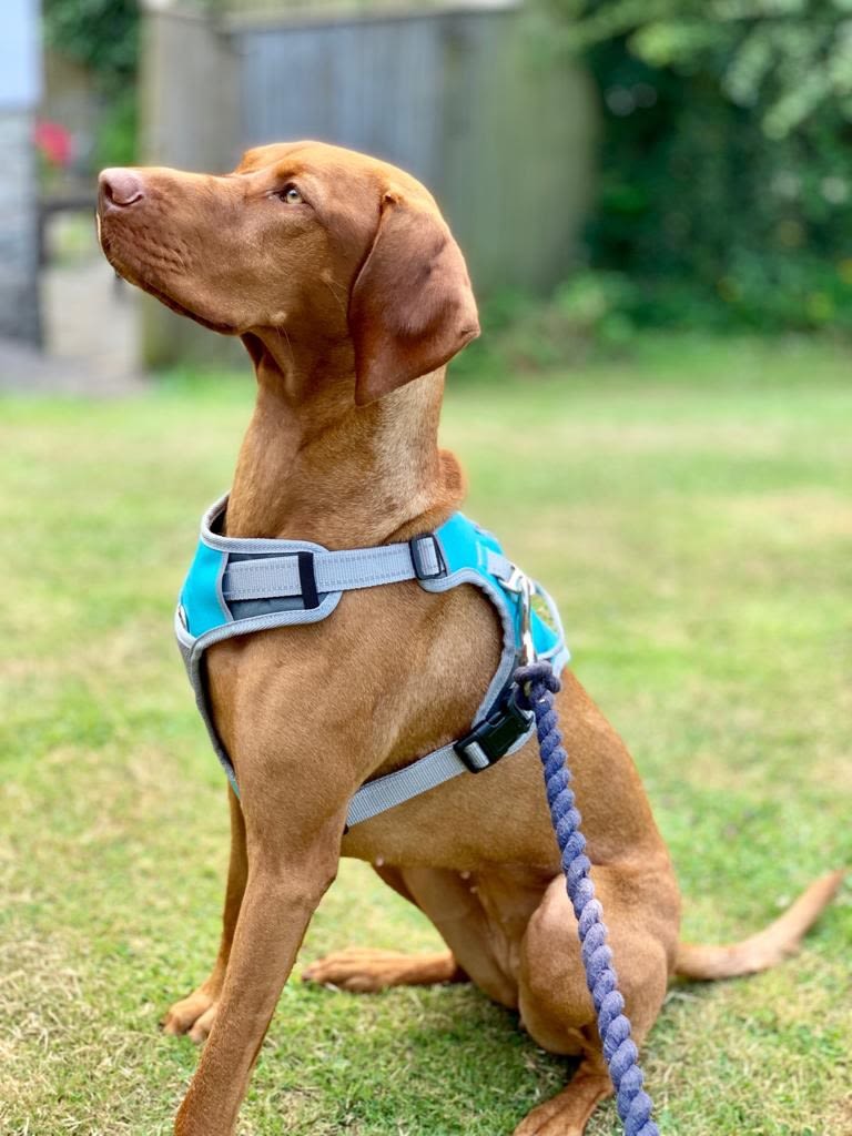 Henry Wag Blue/Grey Dog Travel Harness - Image 7