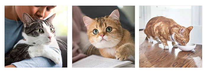 Hill's Science Plan Adult 1-6 Dry Cat Food - Chicken - Image 12