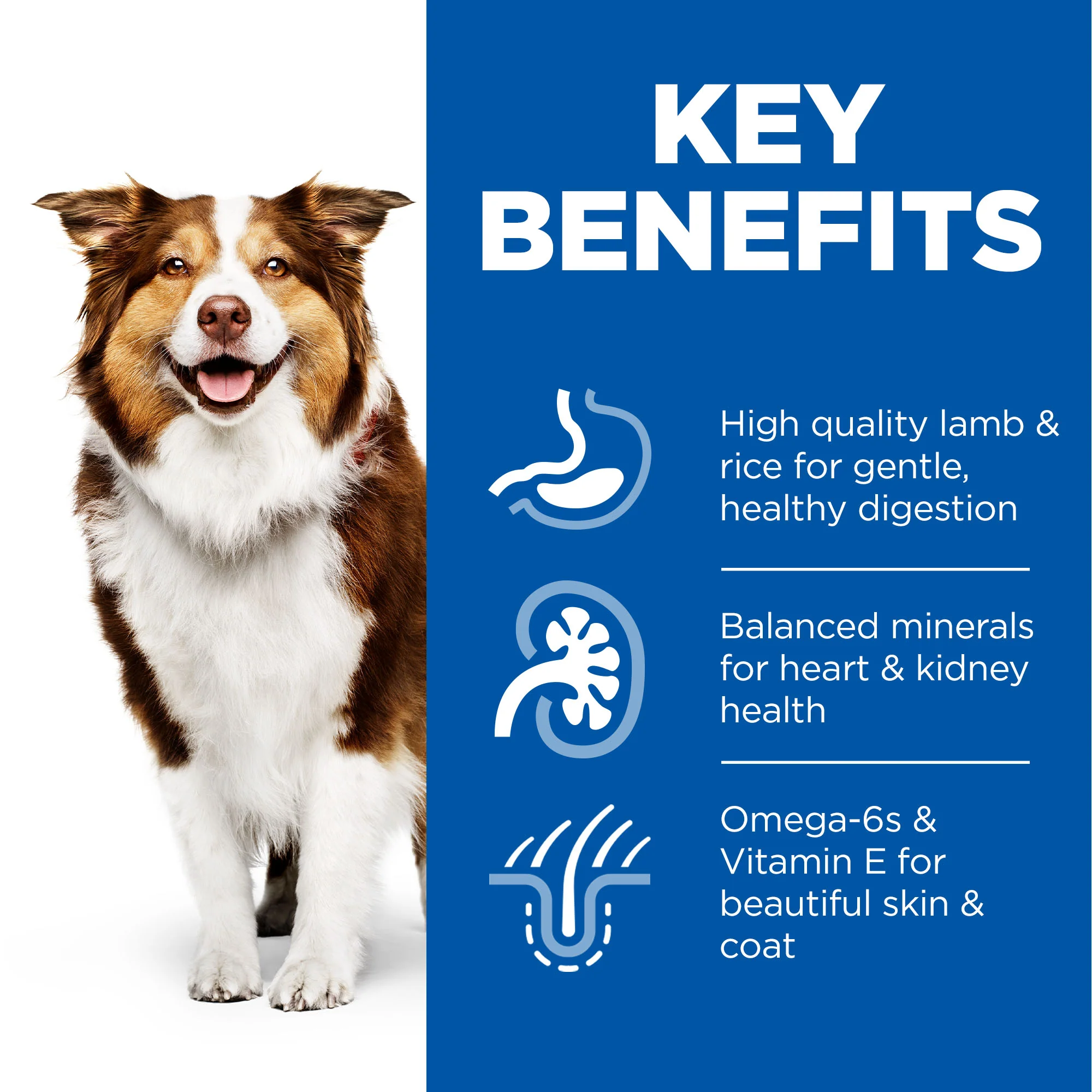 Hill's Science Plan Medium Mature Adult7+ Dry Dog Food - Lamb & Rice - Image 4