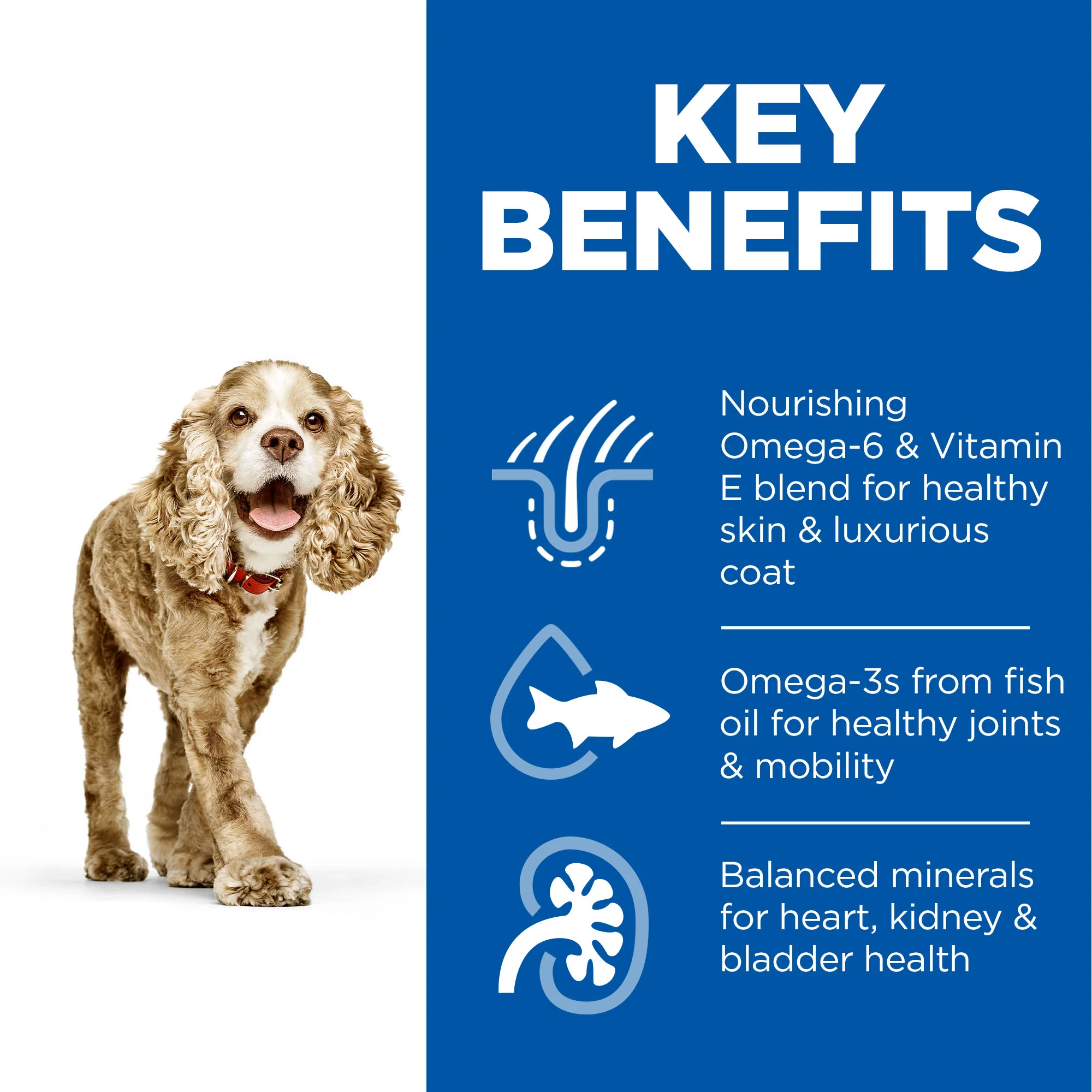 Hill's Science Plan Senior Small & Mini Dry Dog Food - Chicken - Image 3