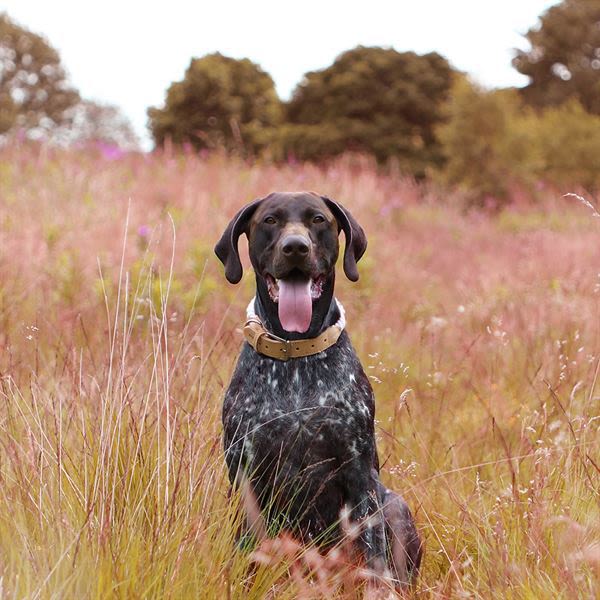 Hound Real Leather Braided Dog Collar - Image 5