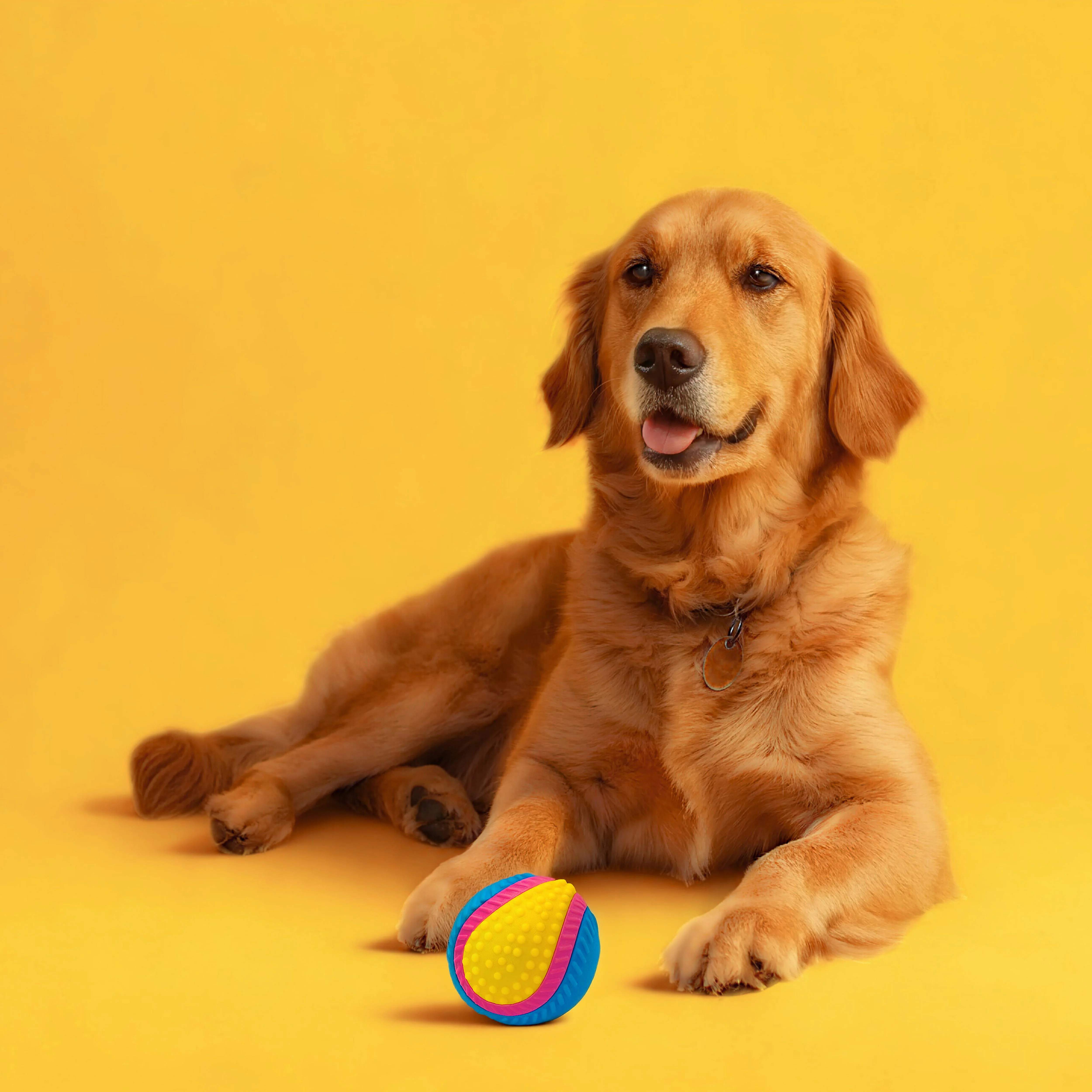 iQuties Sensory Interactive Dog Toy - Image 5