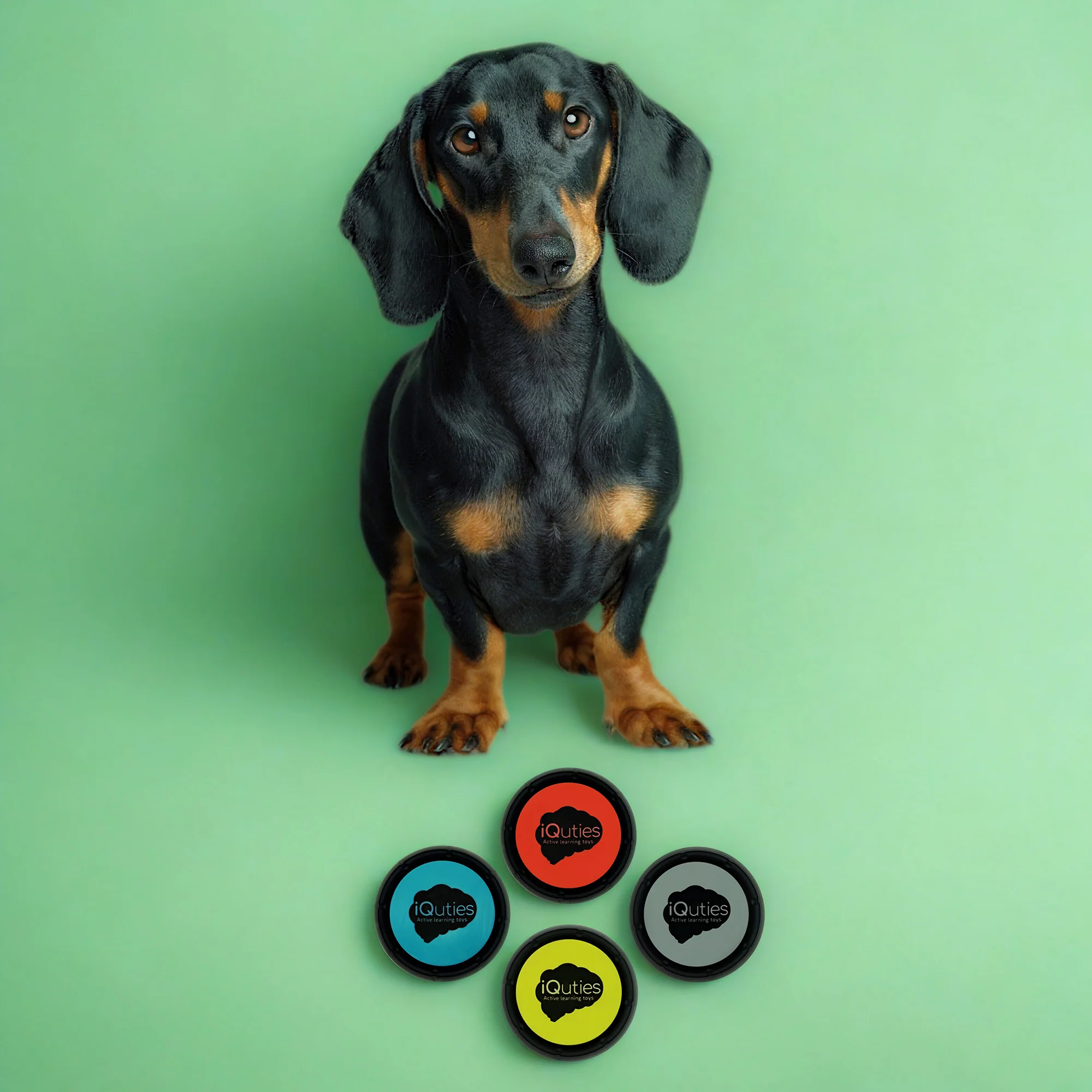 iQuties Training Buzzer Interactive Puzzle Dog Toy - Image 4
