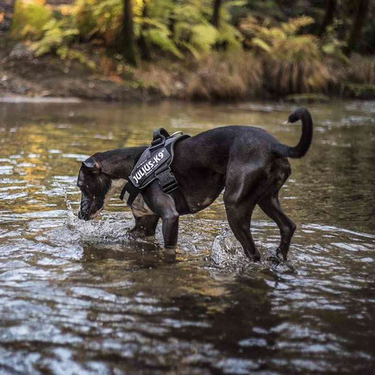 Julius-K9 IDC Black Dog Harness - Image 2