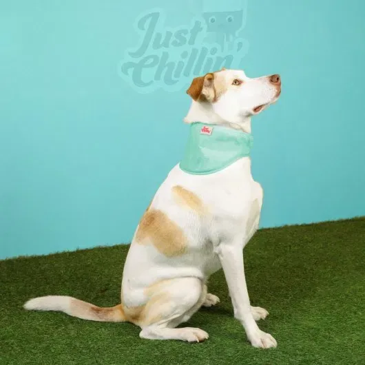Just Chillin' Cooling Bandana Dog Collar - Image 2