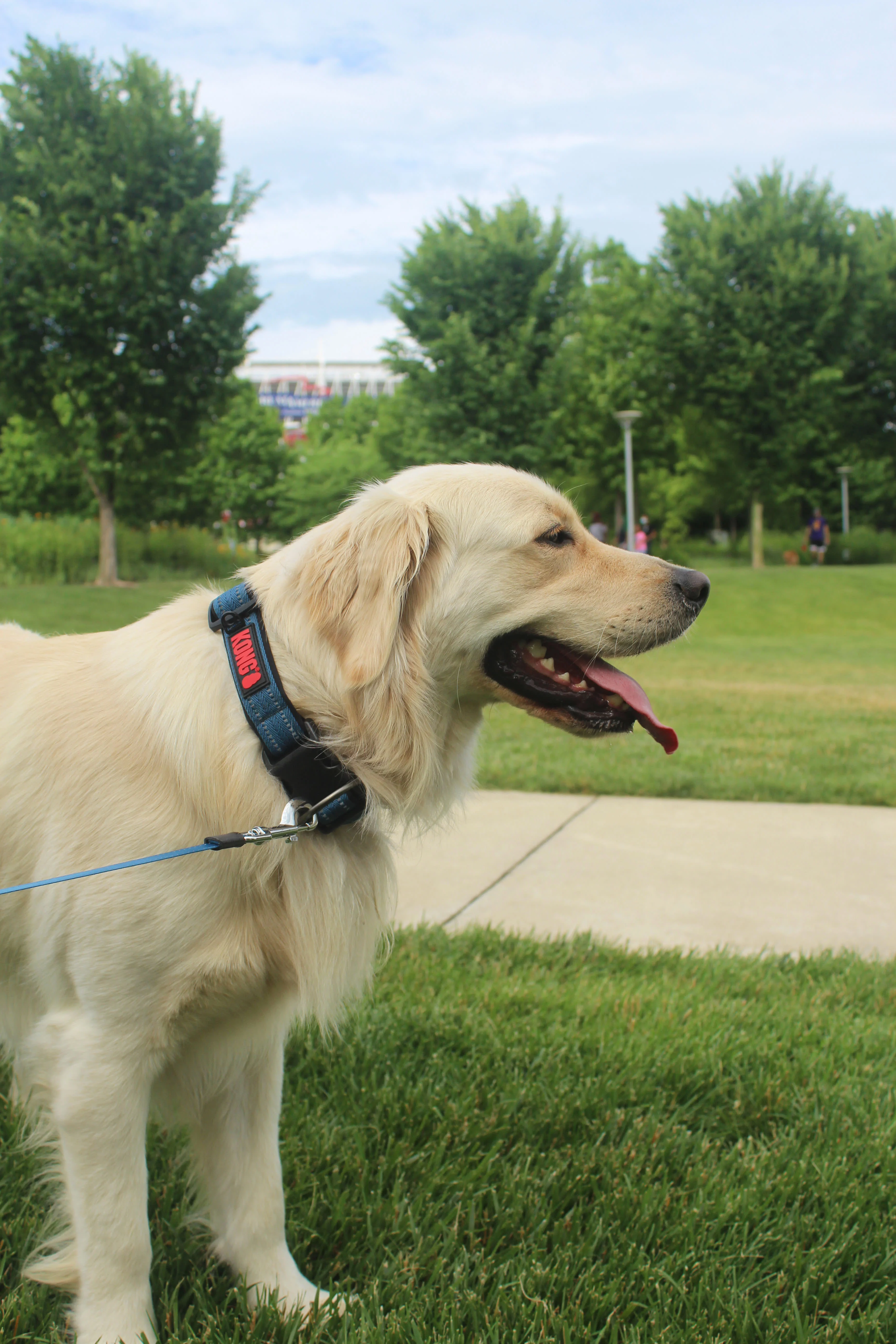 KONG Adjustable Blue Dog Collar - Image 2