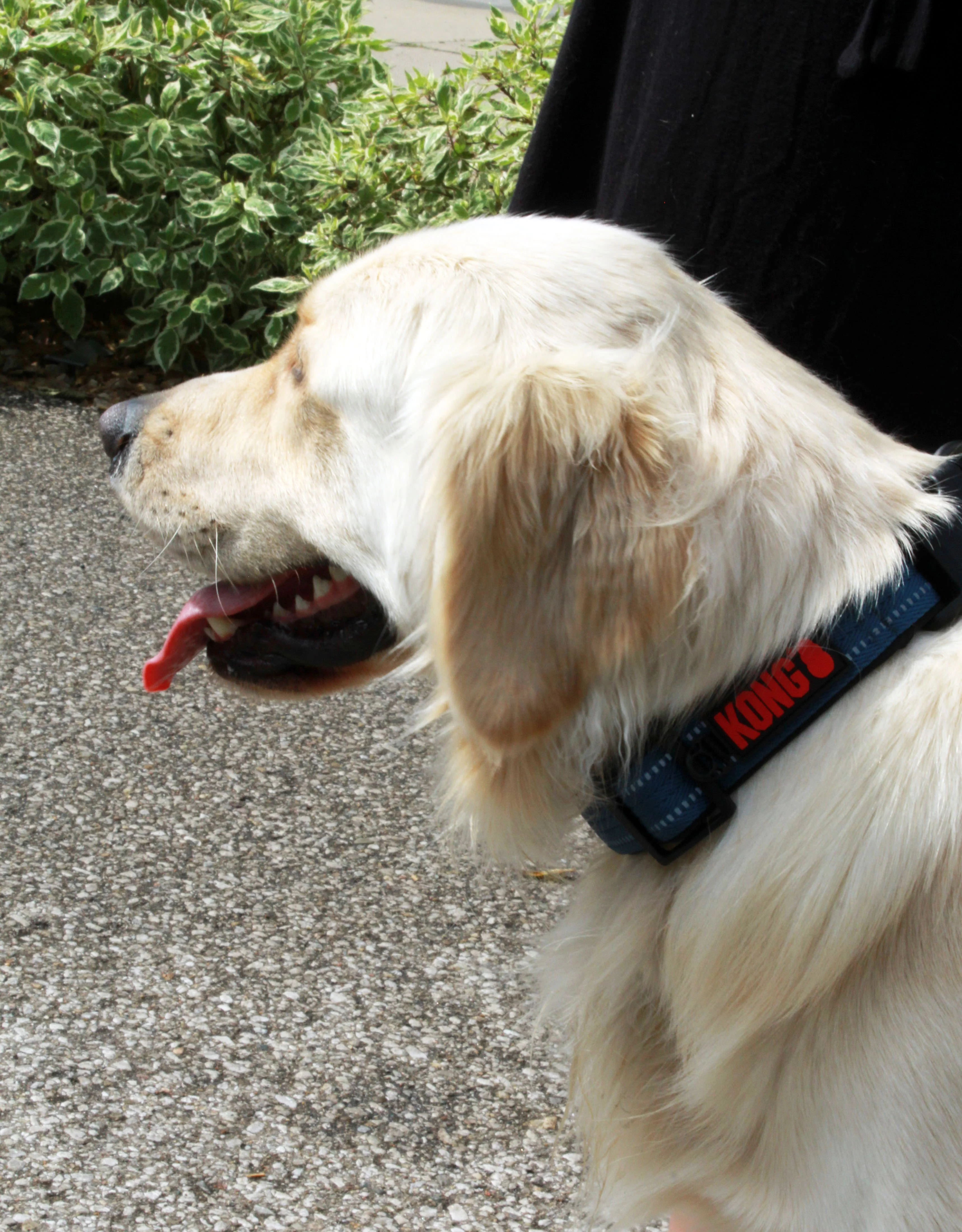 KONG Adjustable Blue Dog Collar - Image 3