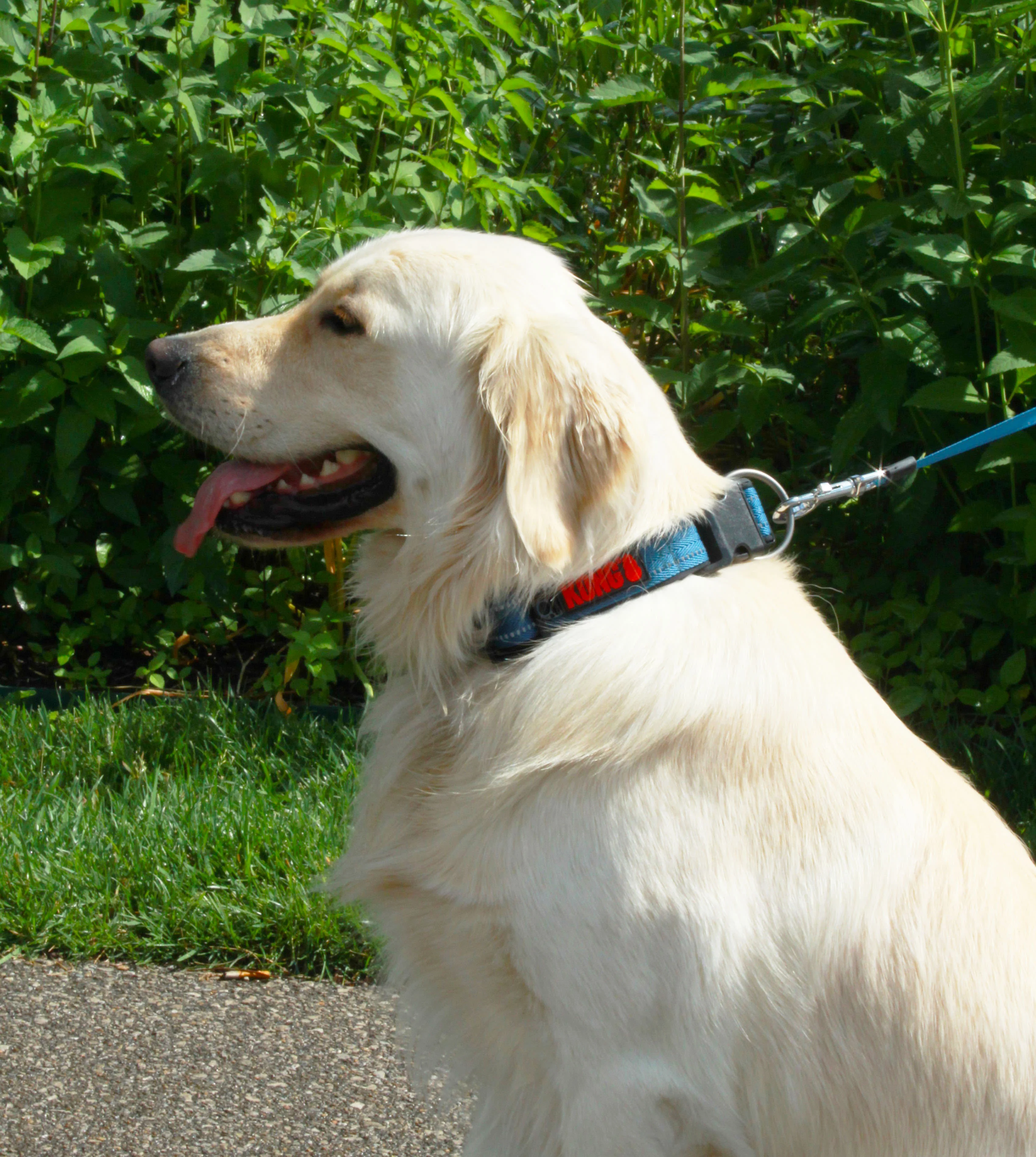 KONG Adjustable Blue Dog Collar - Image 4
