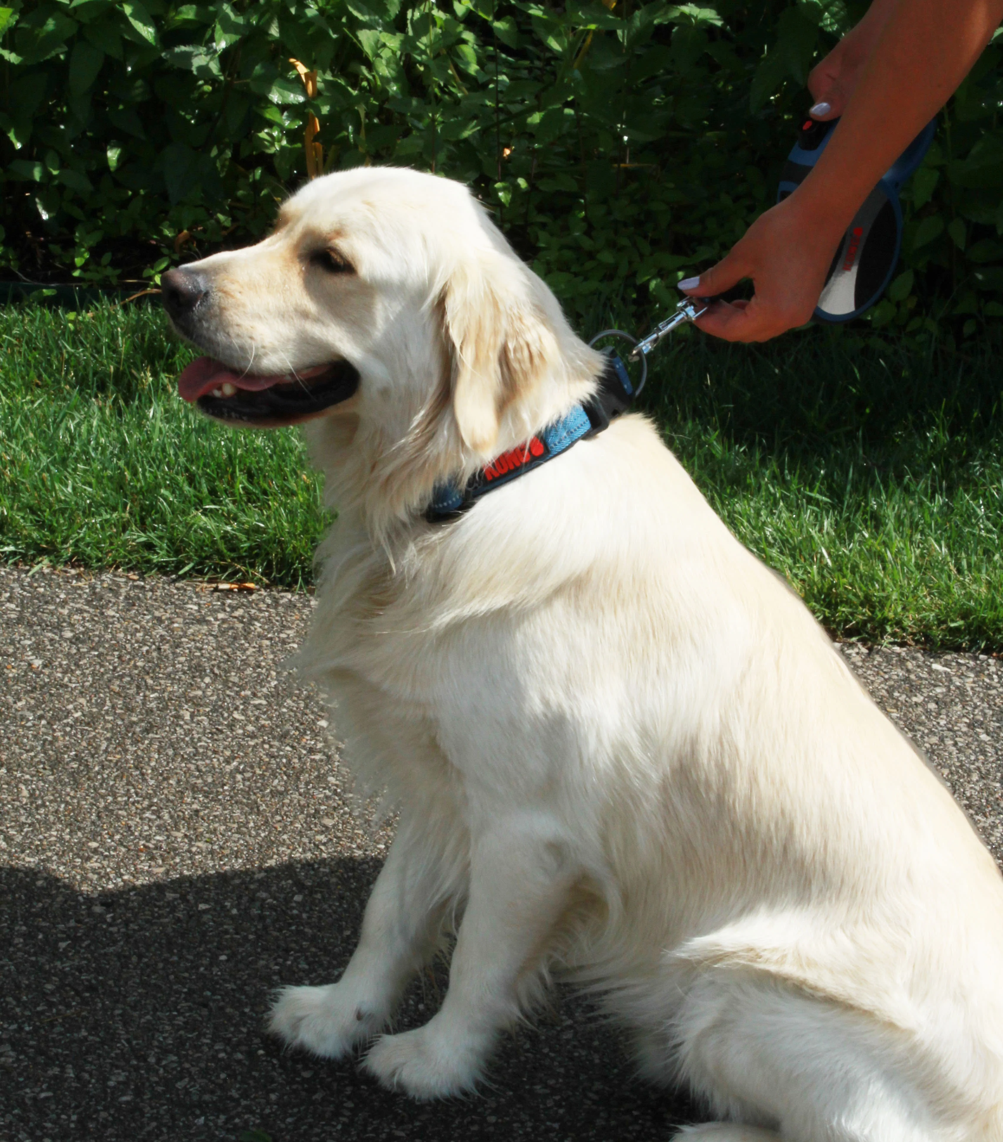 KONG Adjustable Blue Dog Collar - Image 5