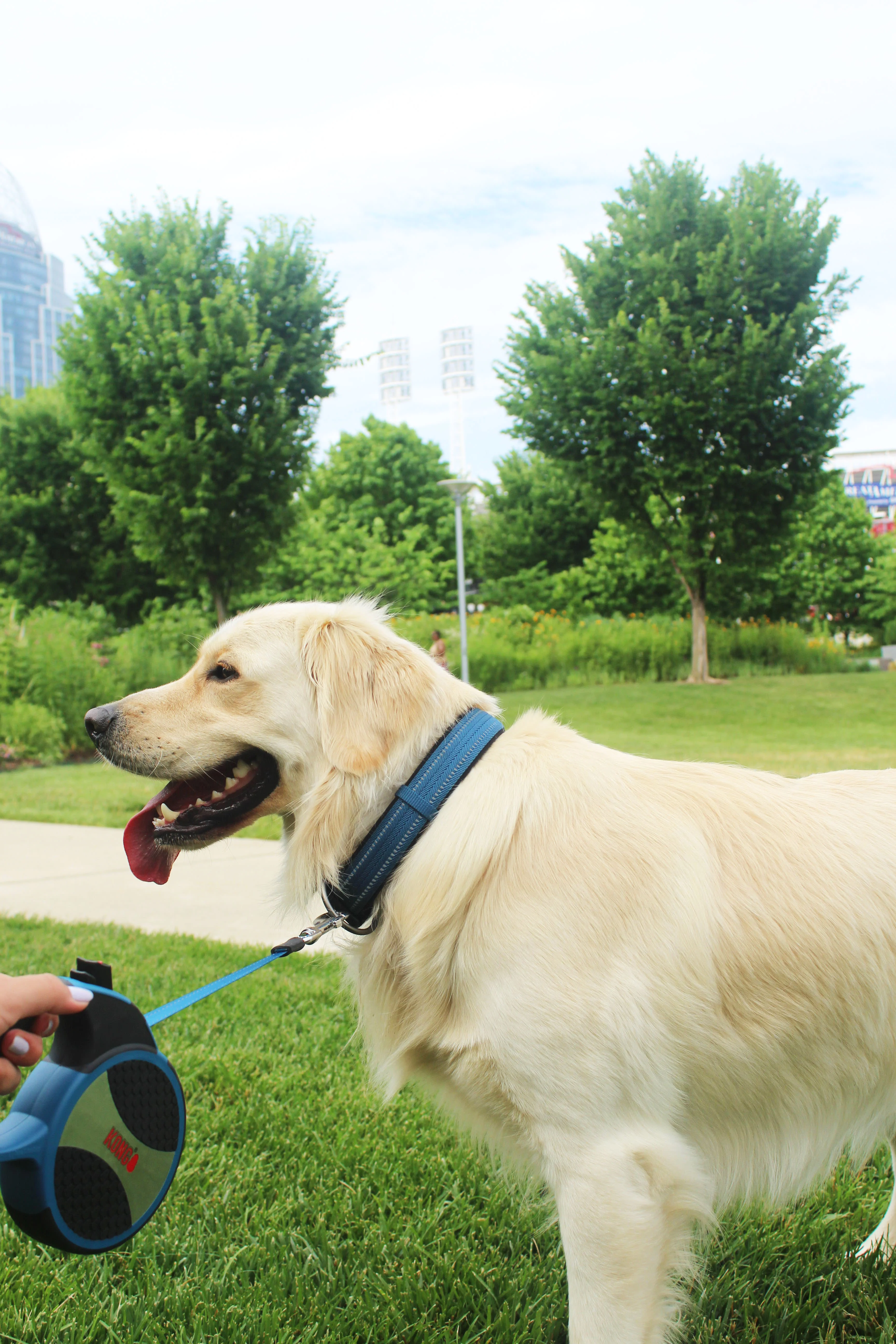 KONG Adjustable Blue Dog Collar - Image 6