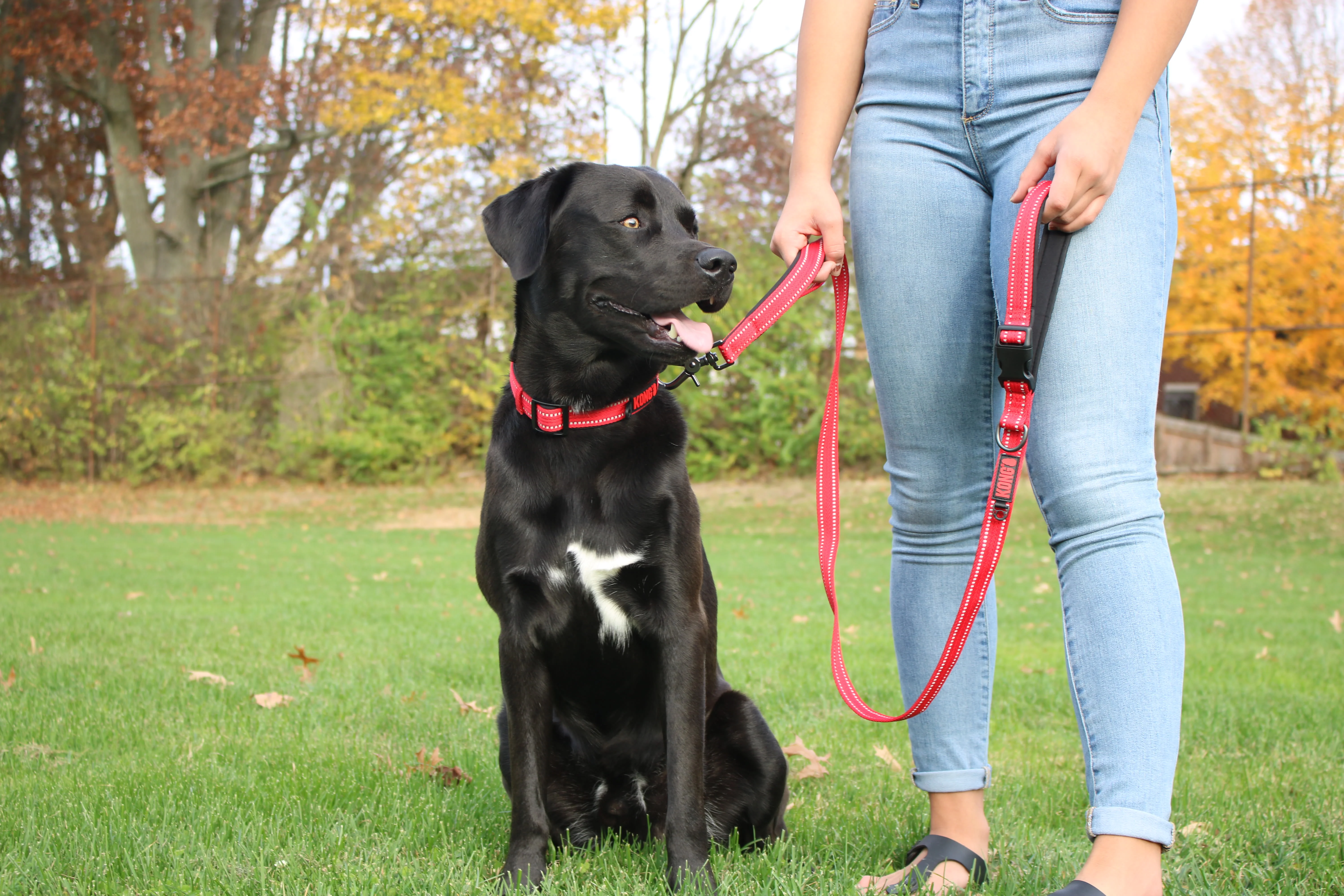 KONG Adjustable Red Dog Collar - Image 2