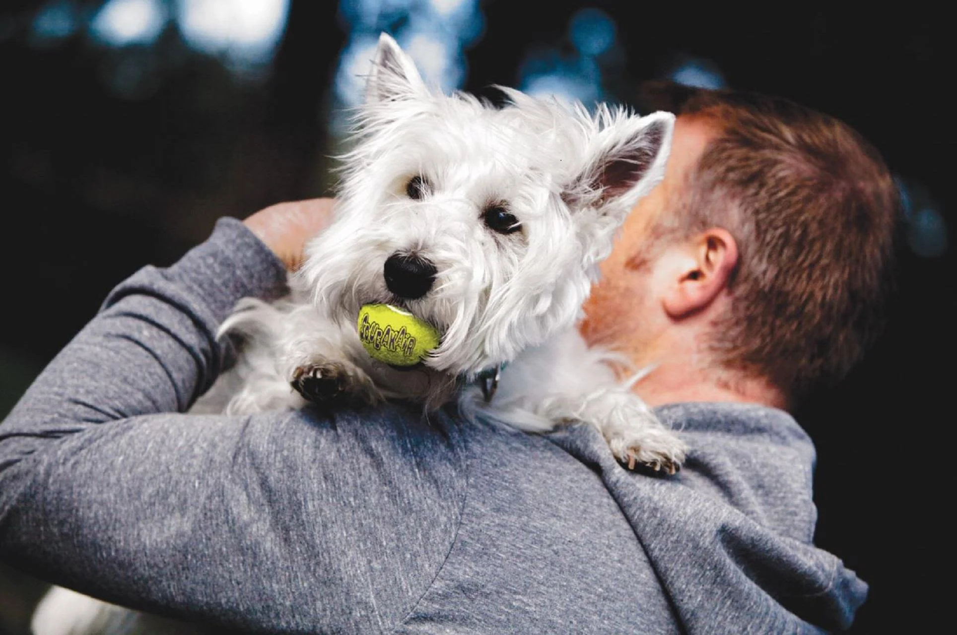 KONG Air Dog Squeaker Tennis Ball With Rope Dog Toy - Image 4
