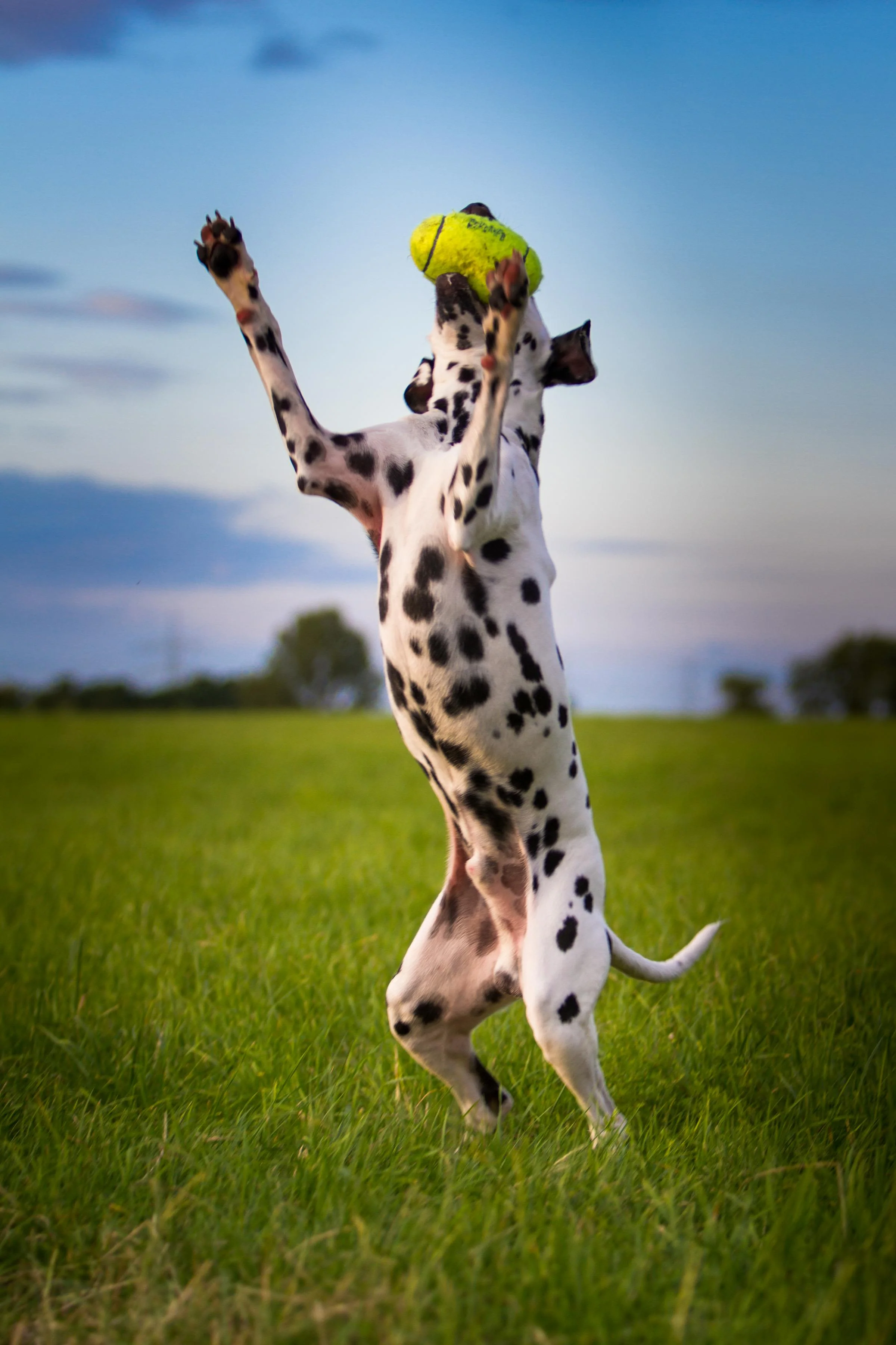 KONG Air Squeaker American Football - Image 4
