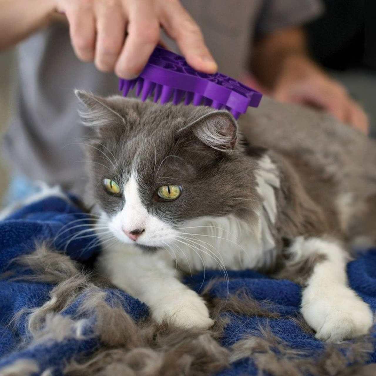 KONG Cat Zoom Groom Brush in Violet - Image 3