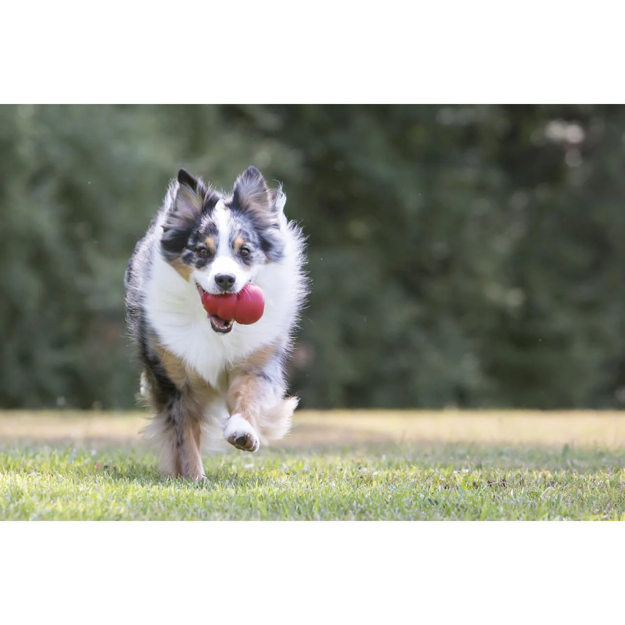 KONG Classic Red Chew Dog Toy - Image 8