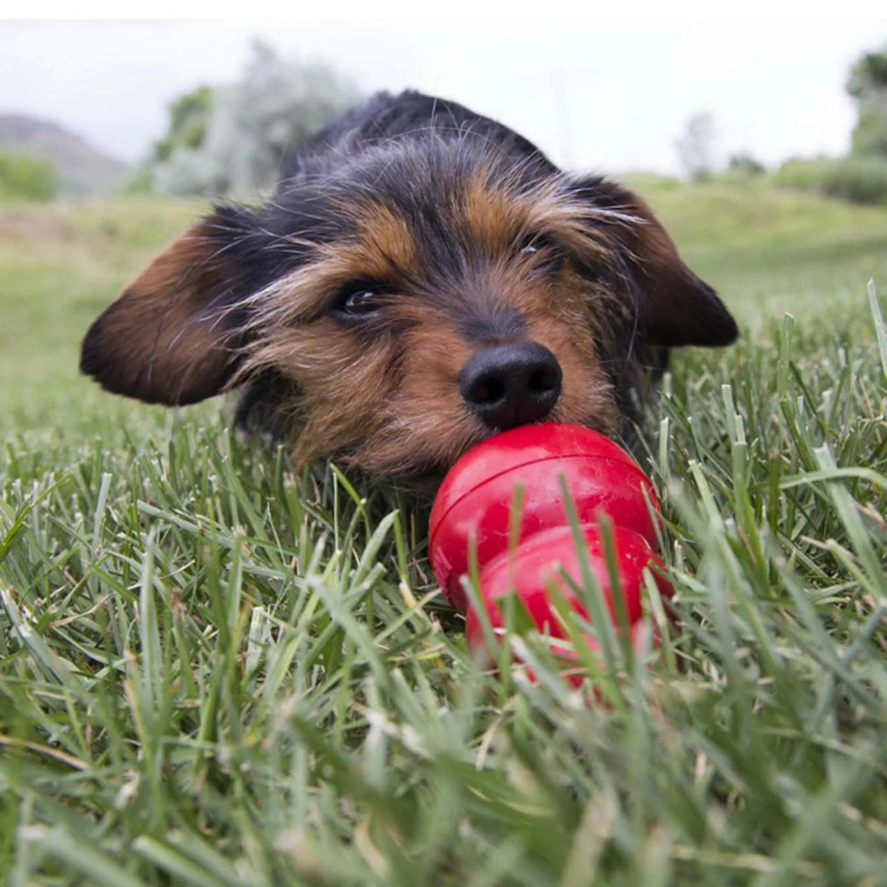 KONG Easy Treat for Dog - Liver - Image 3