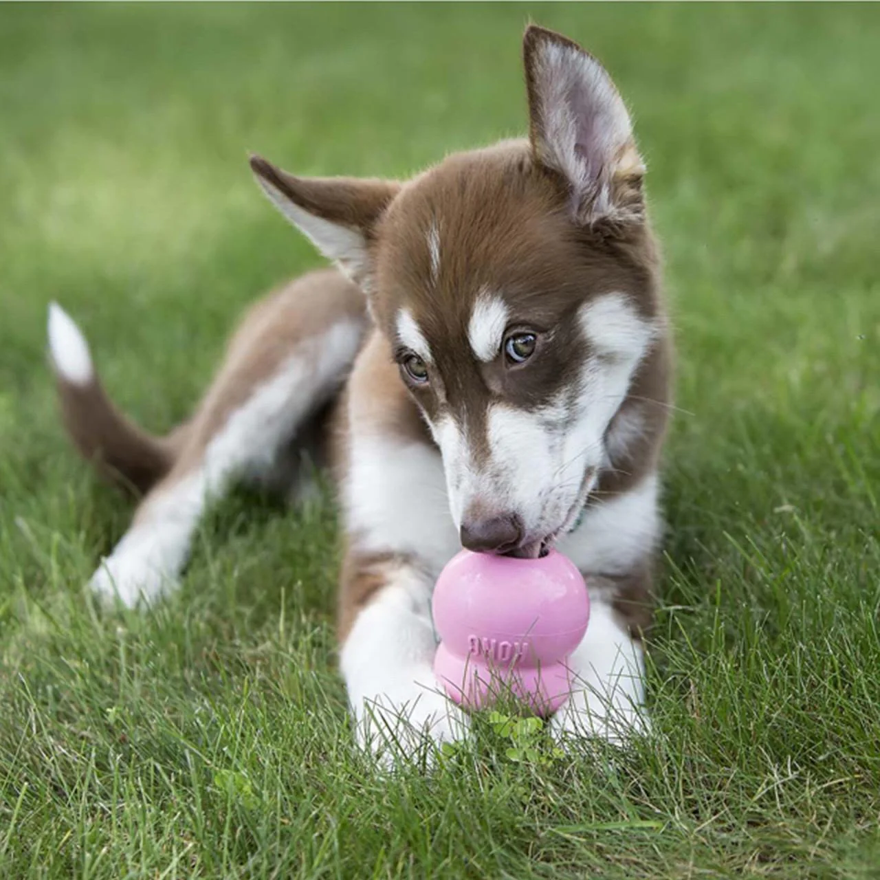 KONG Easy Treat for Puppies - Chicken Liver - Image 3