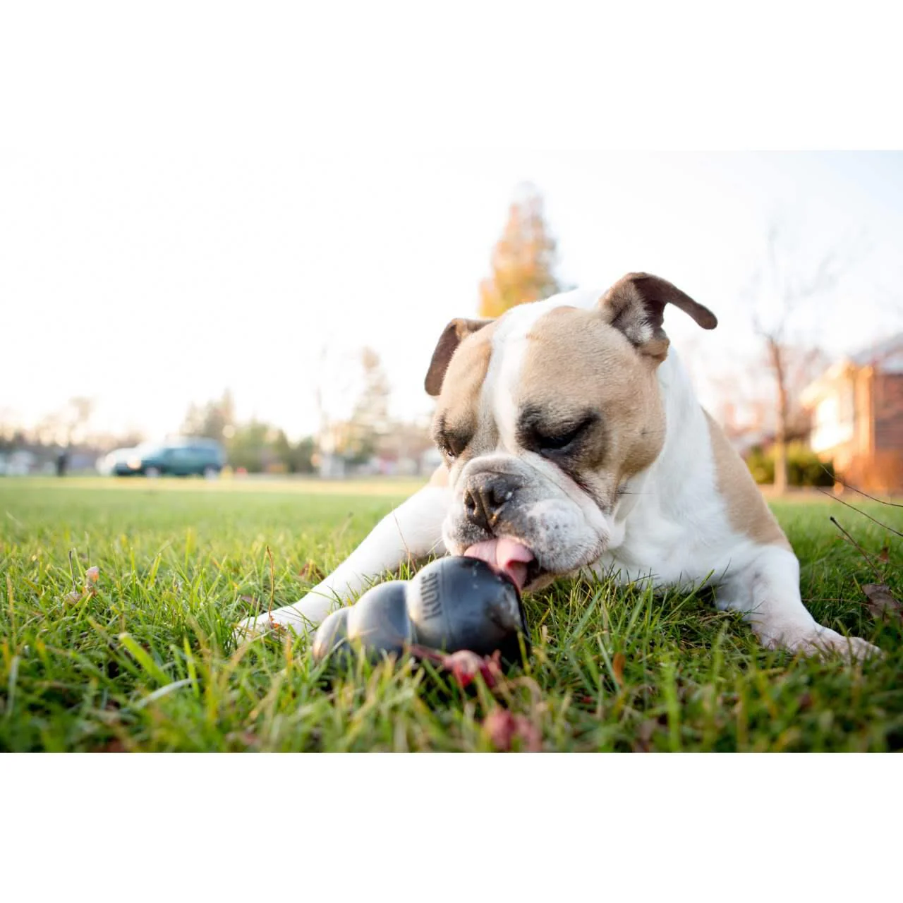 KONG Extreme Black Chew Dog Toy - Image 8
