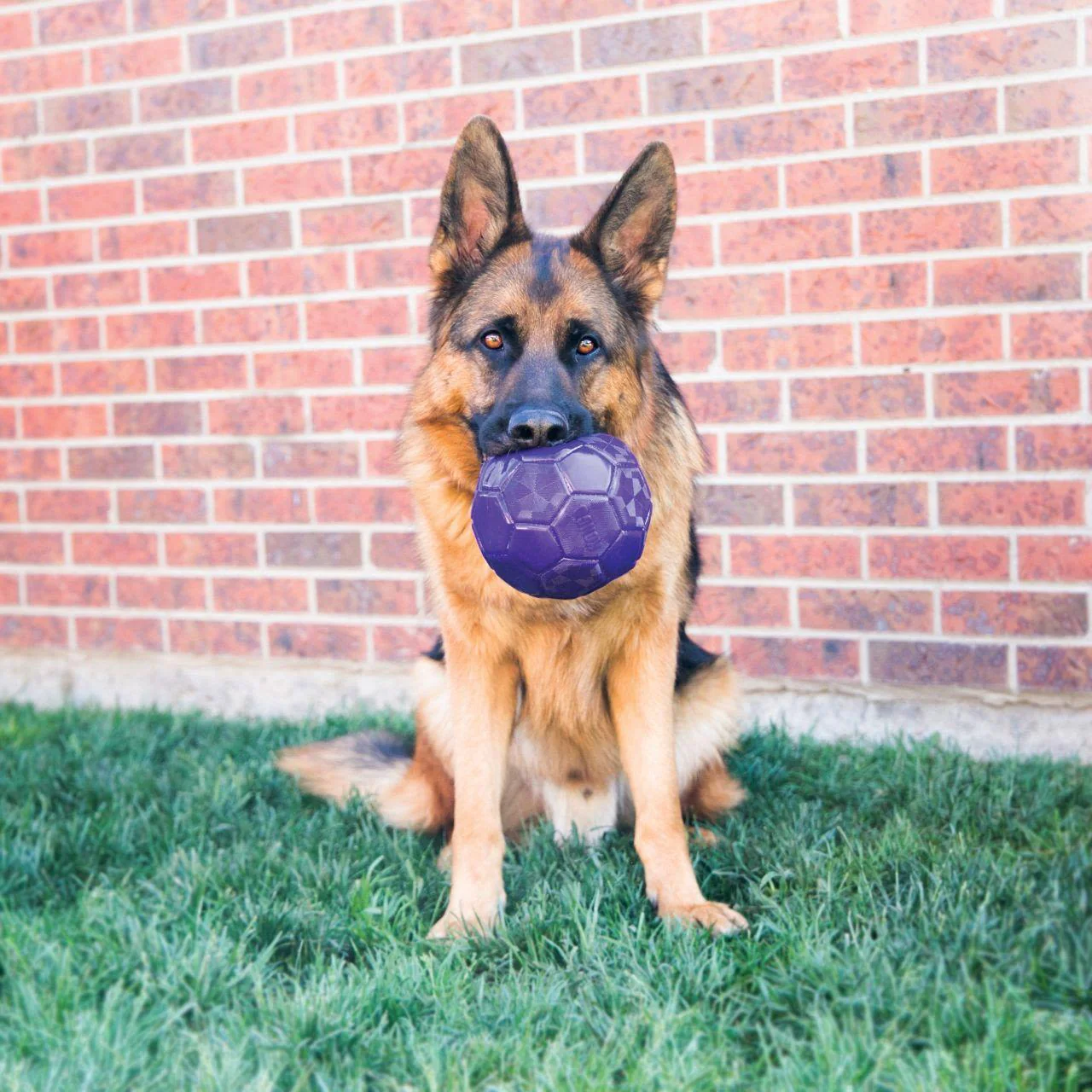 KONG Flexball Dog Toy - Image 3