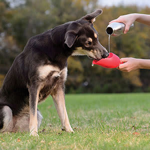 KONG H2O Stainless Steel Red Dog Water Bottle - Image 6