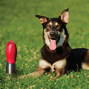 KONG H2O Stainless Steel Red Dog Water Bottle - Image 7