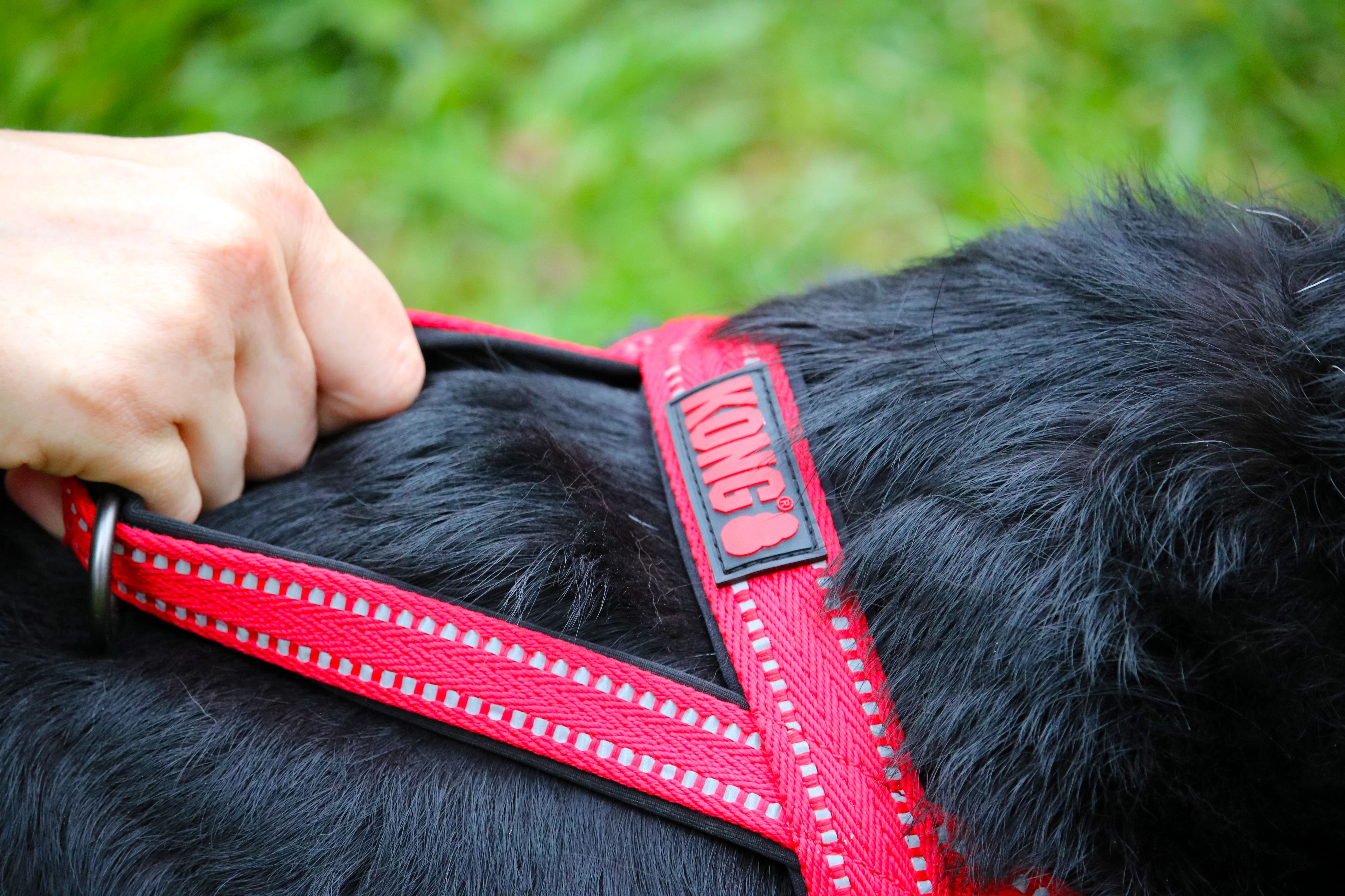 KONG Norwegian Red Dog Harness - Image 2