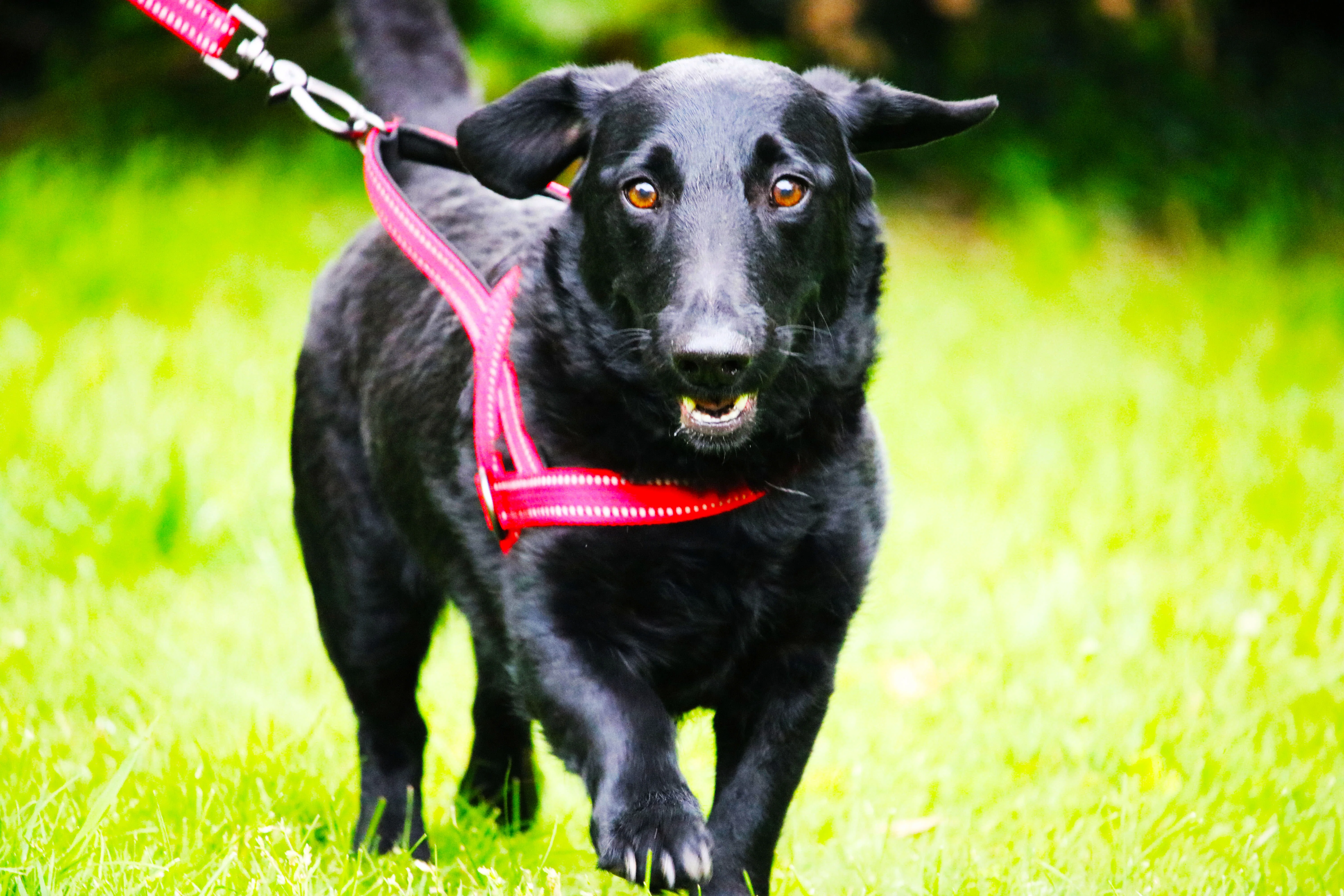 KONG Norwegian Red Dog Harness - Image 3