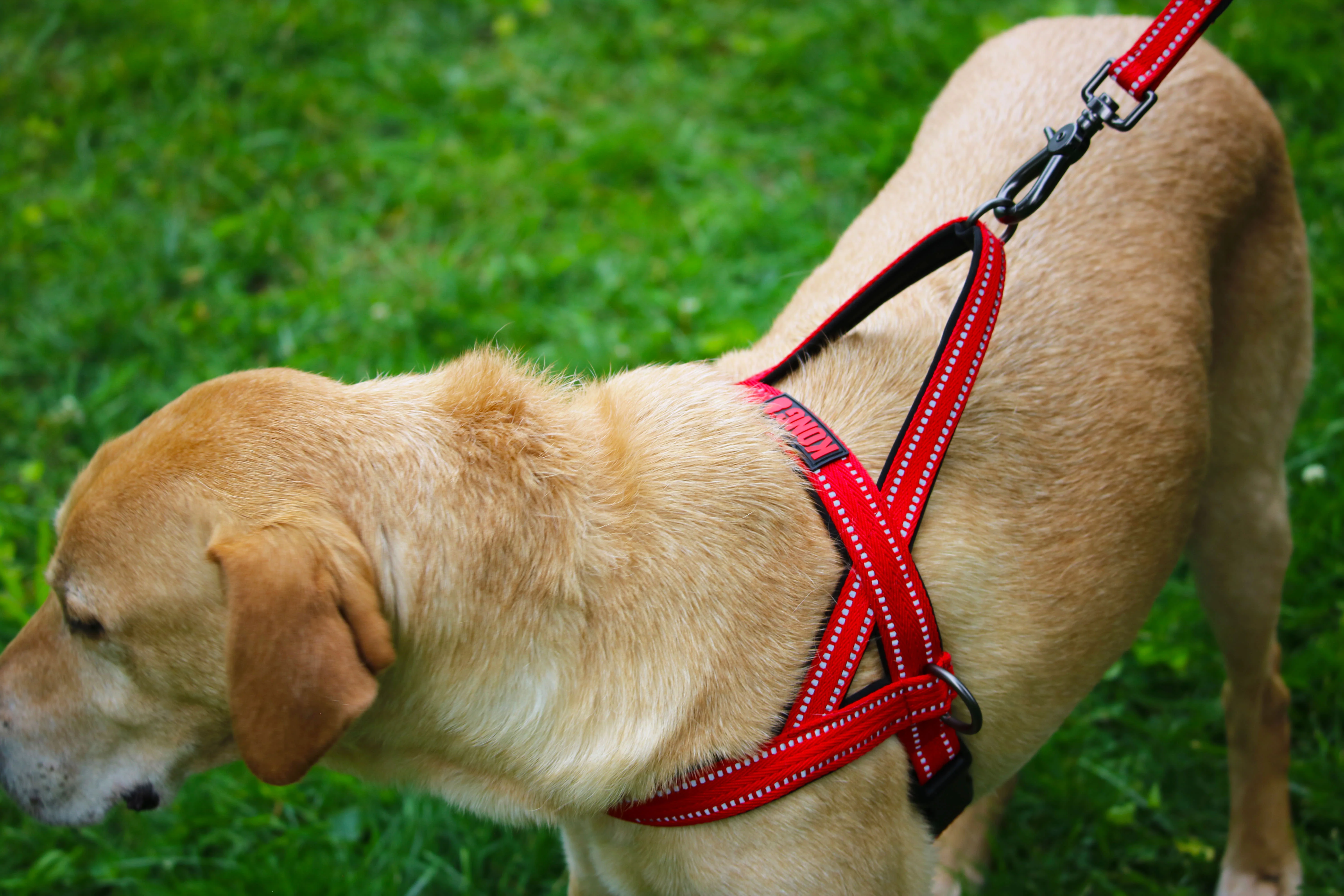 KONG Norwegian Red Dog Harness - Image 4