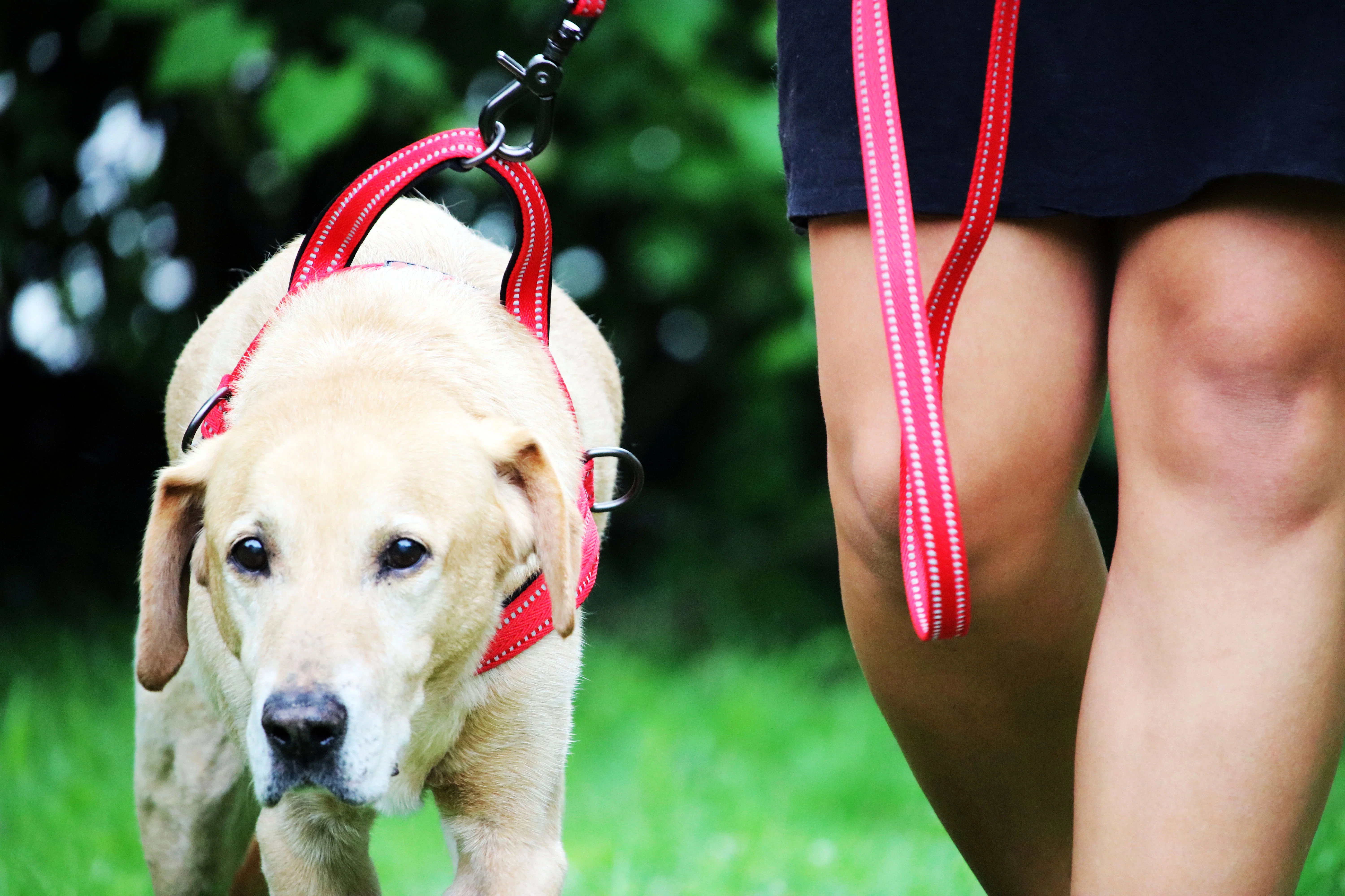 KONG Norwegian Red Dog Harness - Image 5